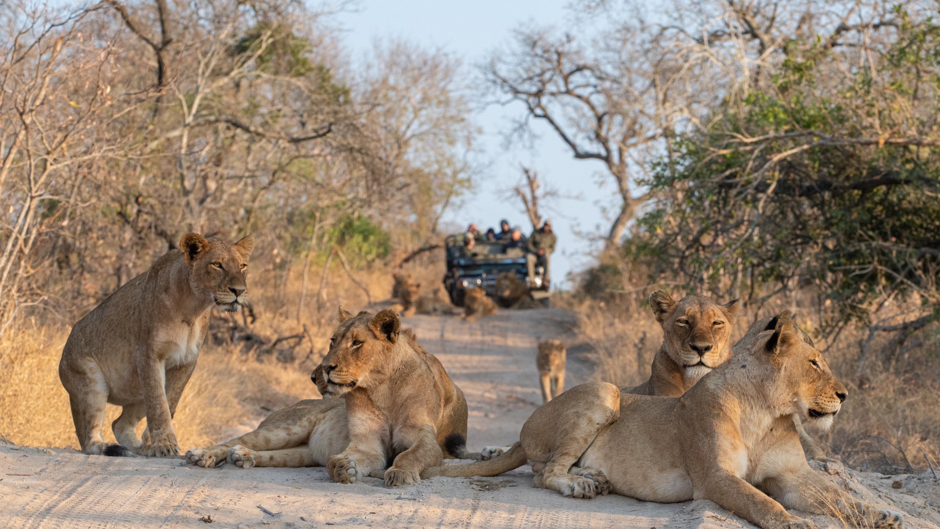 Tourists on an open safari vehicle viewing lions on a Safari in South Africa