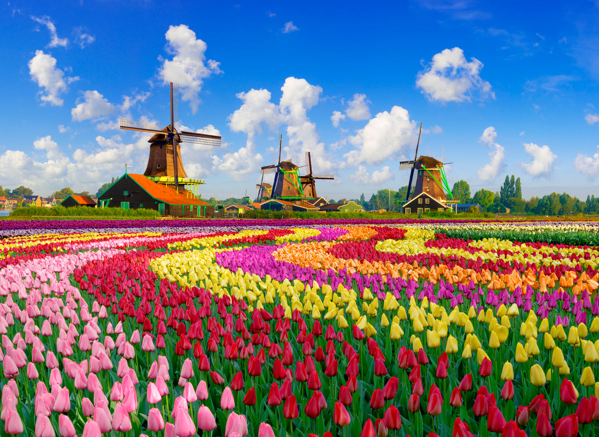 Tulips and Windmills