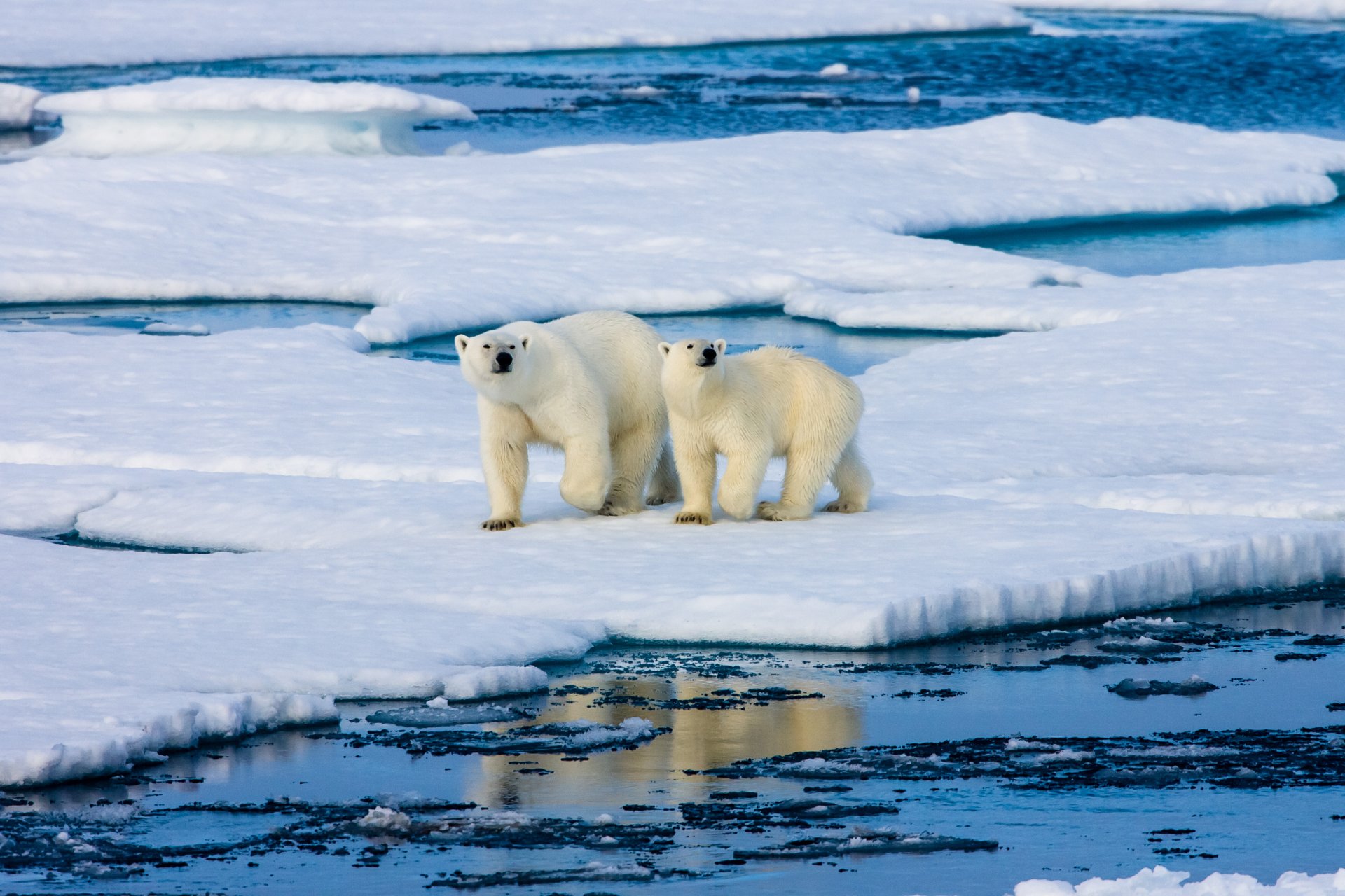Svalbard Polar Bears