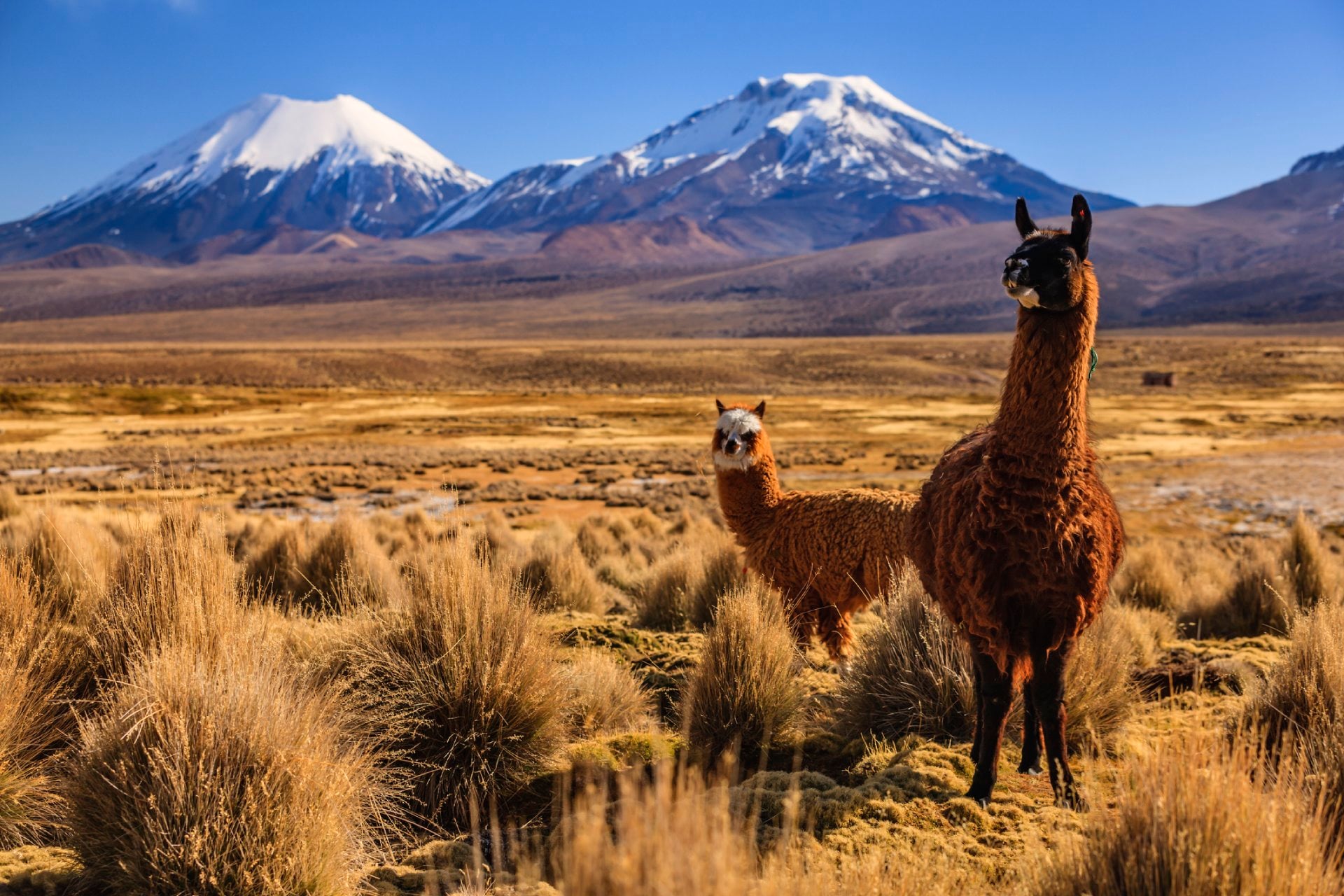 Llama against Parinacota Volcano