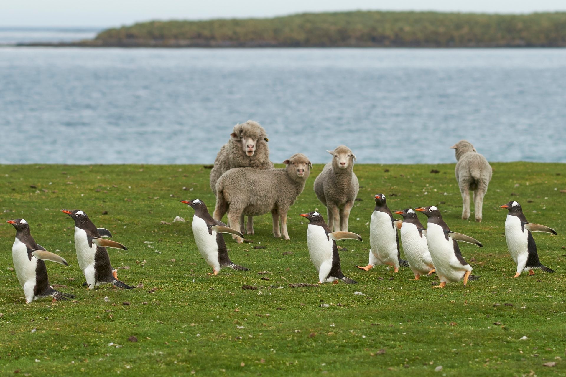 Gentoo Penguins on a sheep farm,