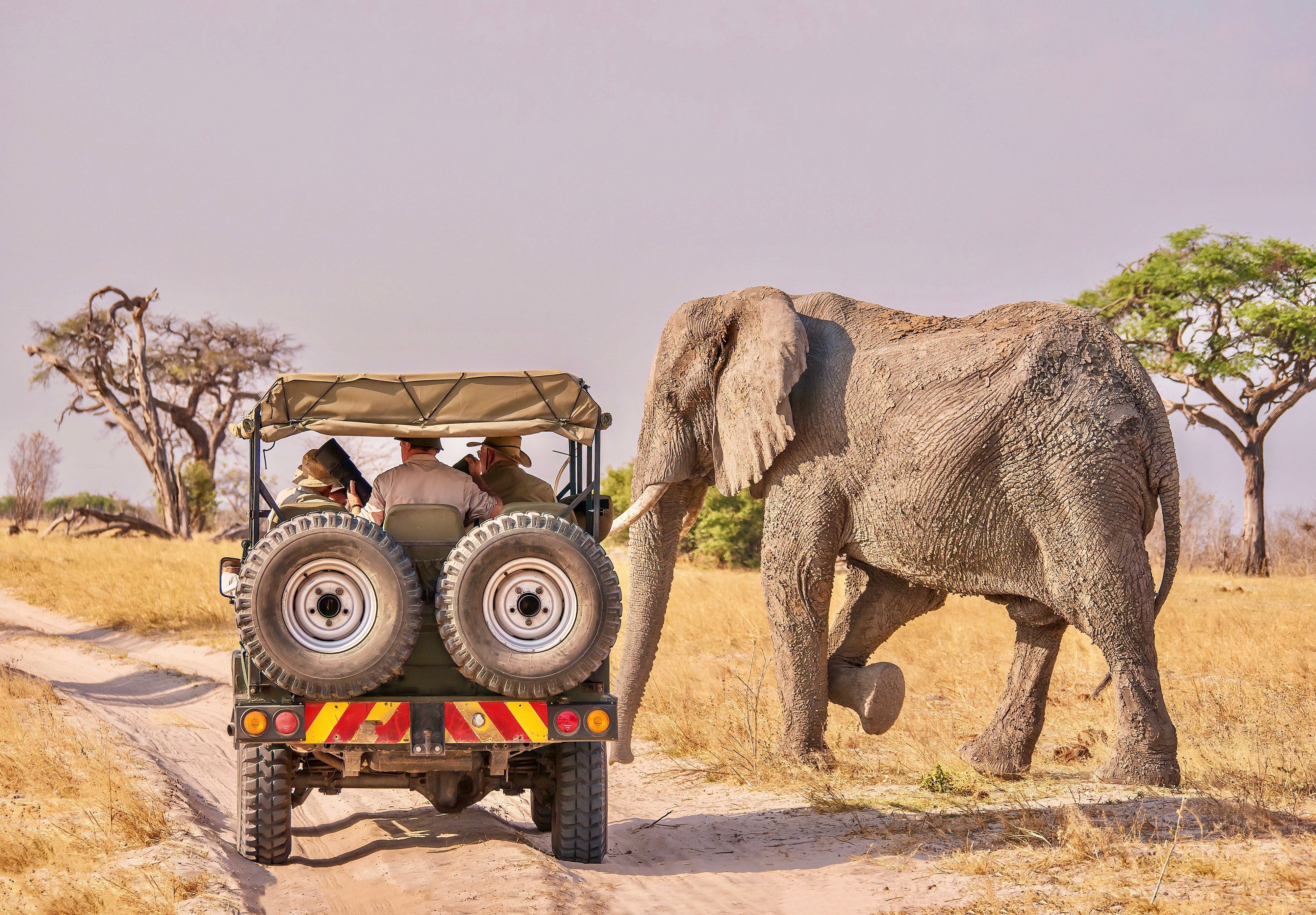 Elephants on Safari