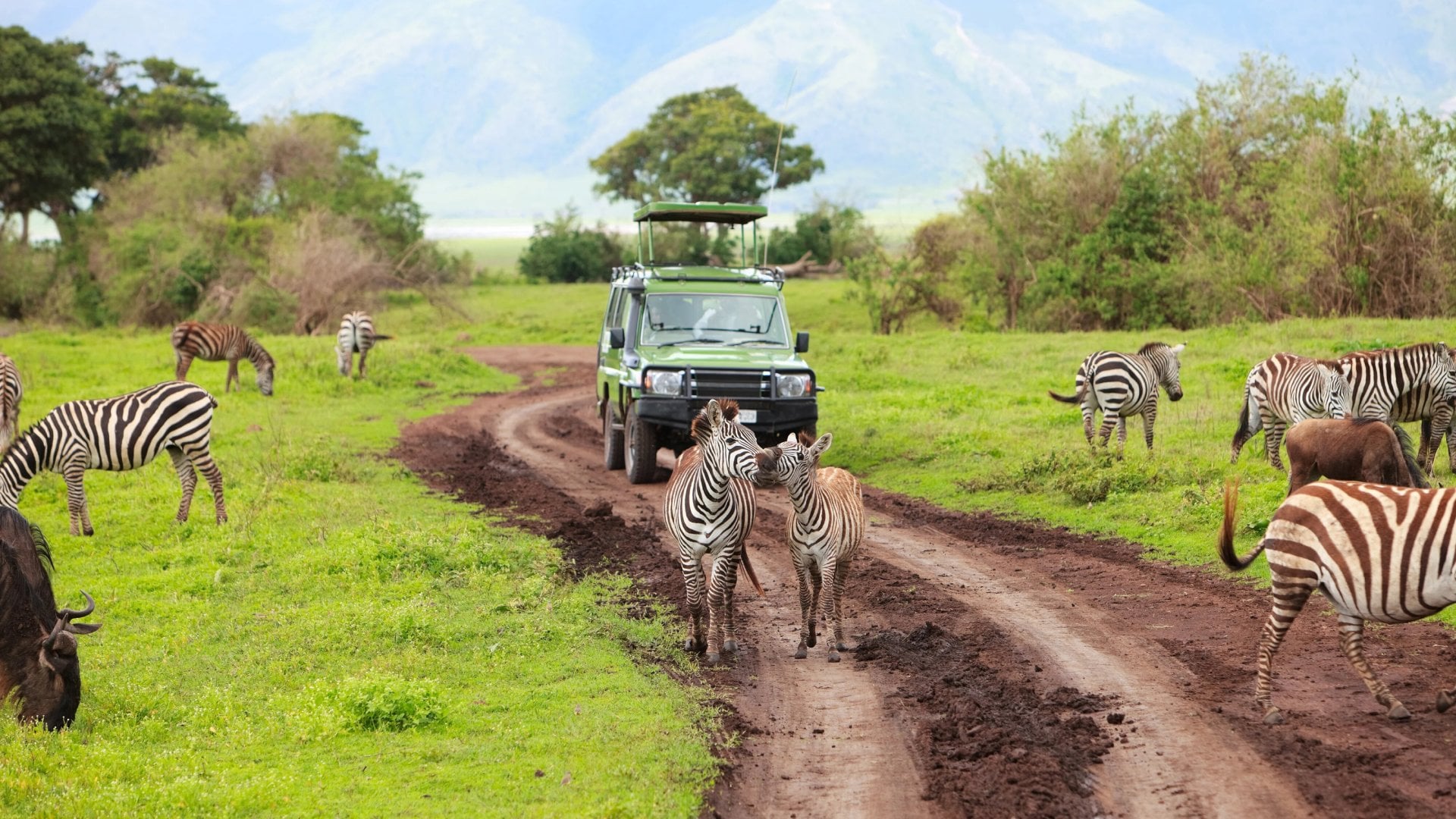 zebra & safari vehicle