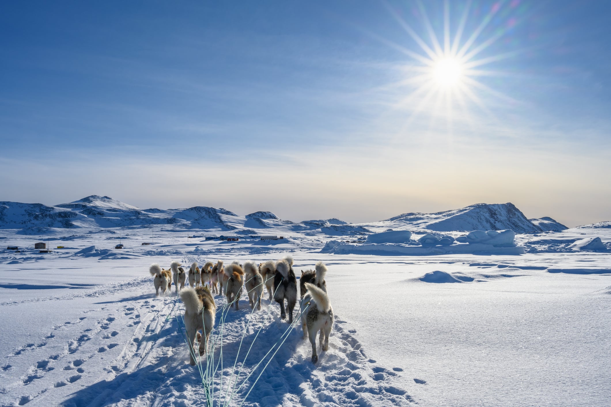 A pack of huskies pull a dogsled through the snowy landscape of Greenland