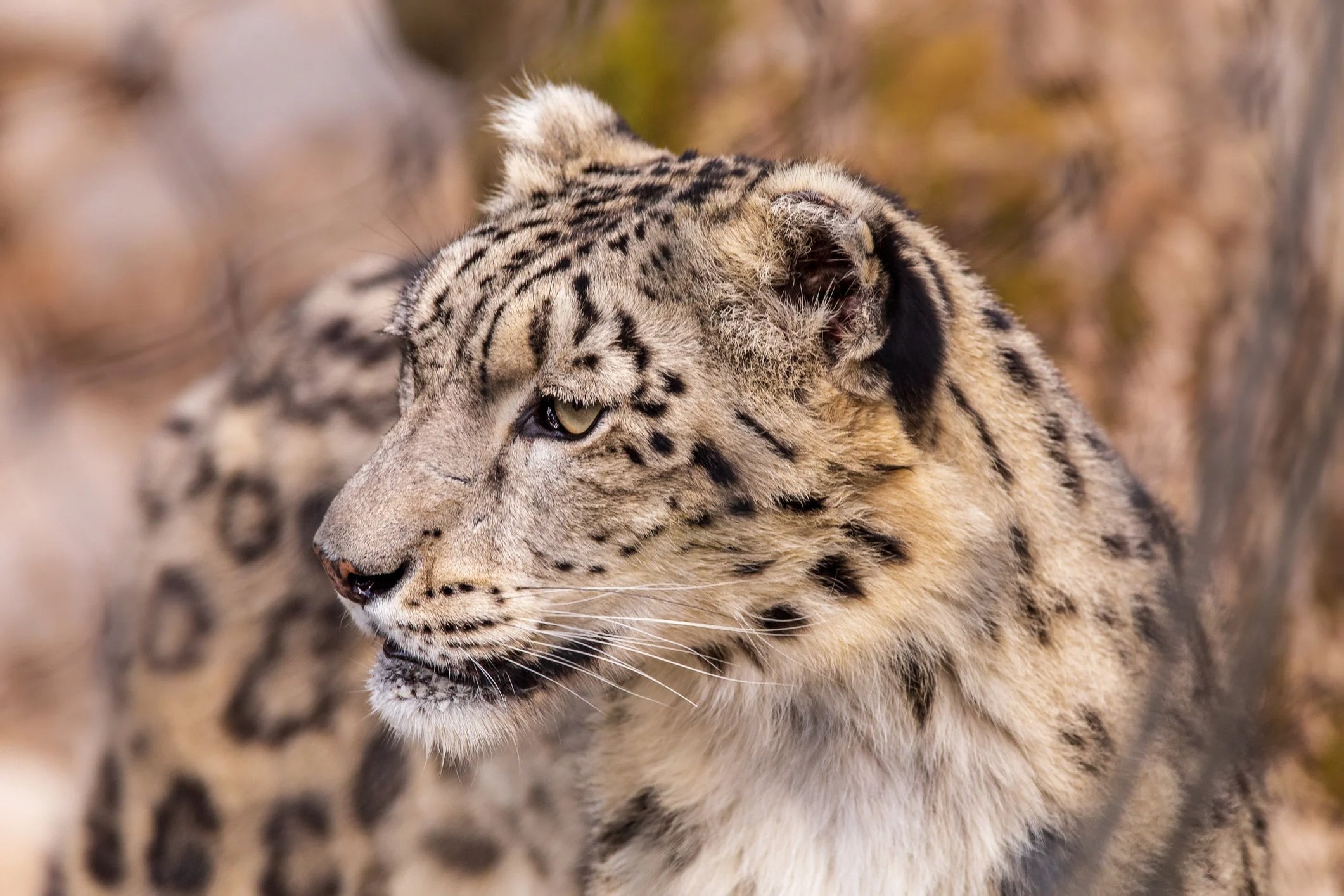 Close-up of a snow leopard with distinct black spots, looking to the side against a blurred natural background.