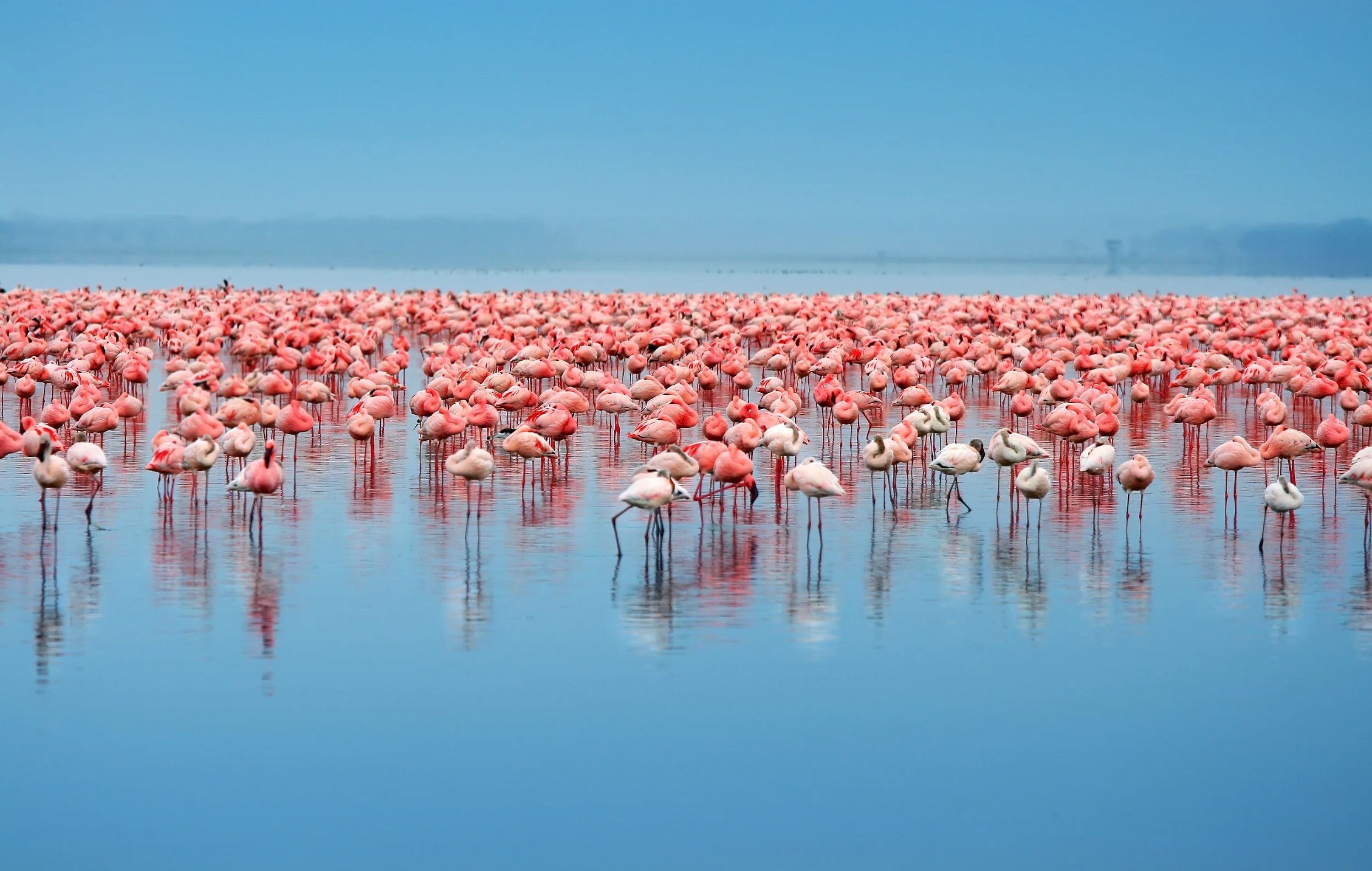 Flock of flamingos standing in the lake