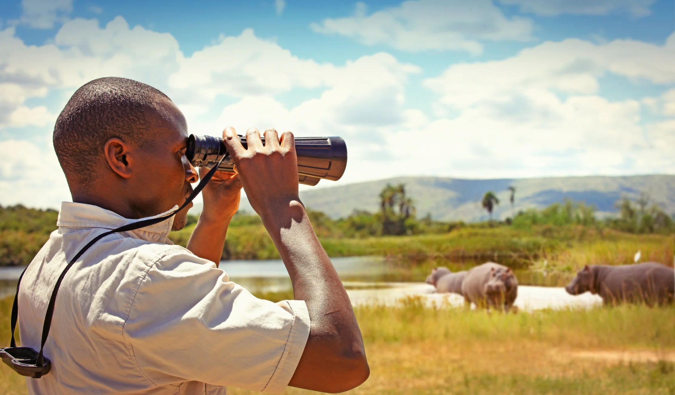 A man uses binoculars to observe elephants in a natural landscape under a clear sky.