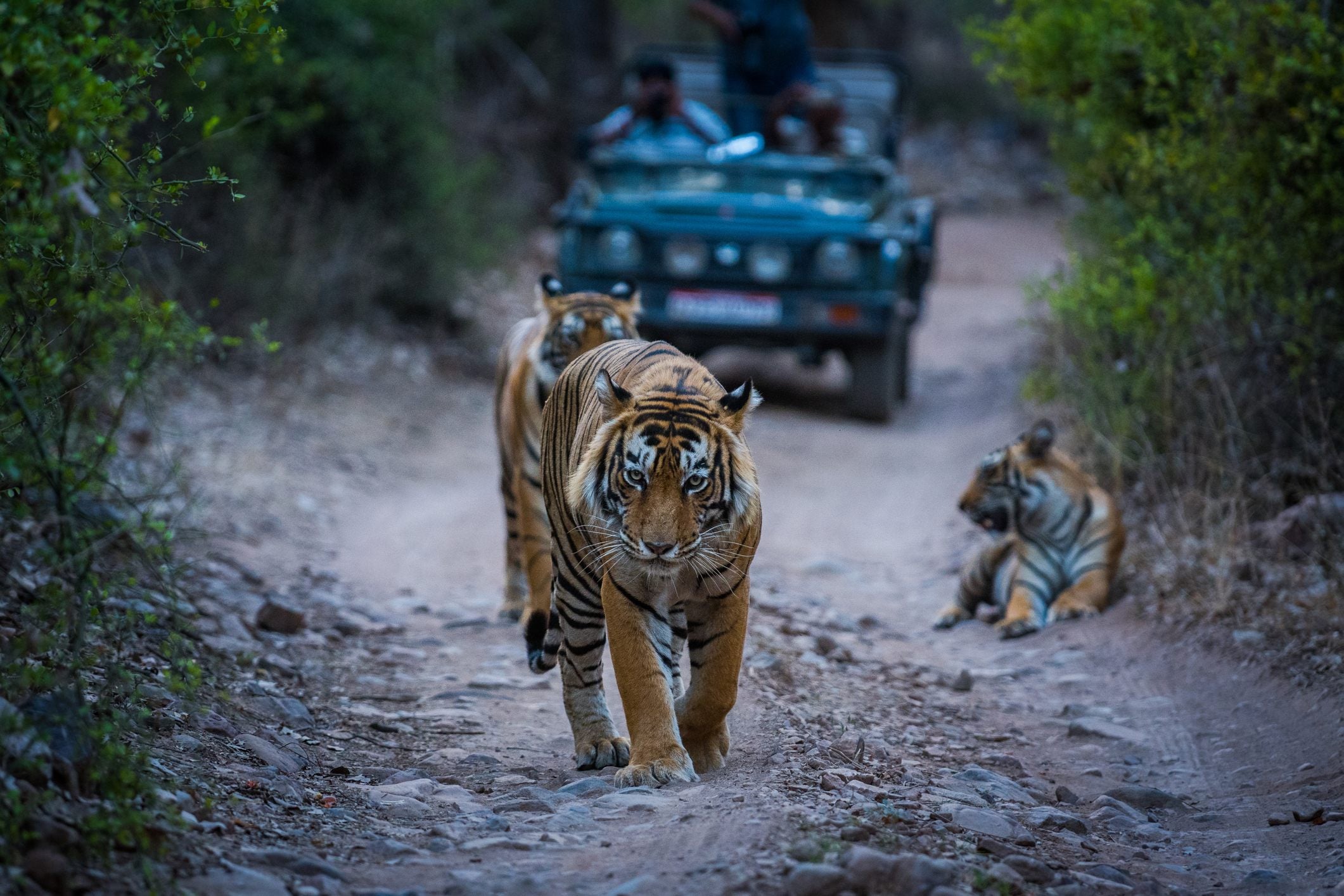 Three tigers on a dirt path, with one walking towards the camera and two resting nearby, while a vehicle is in the background.