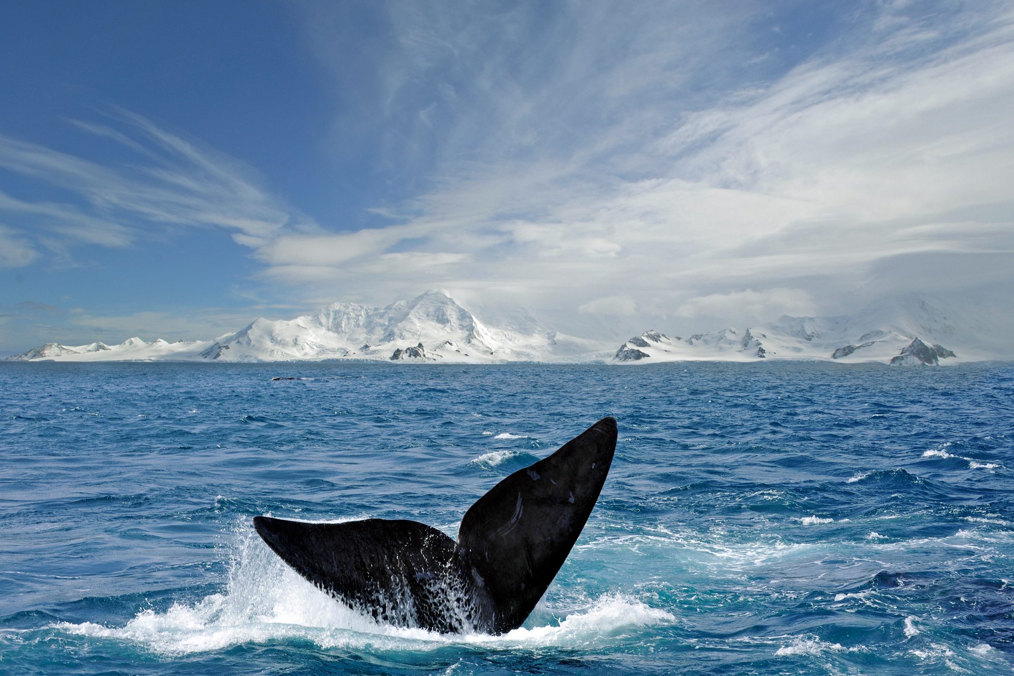 Whale tail in Antarctica