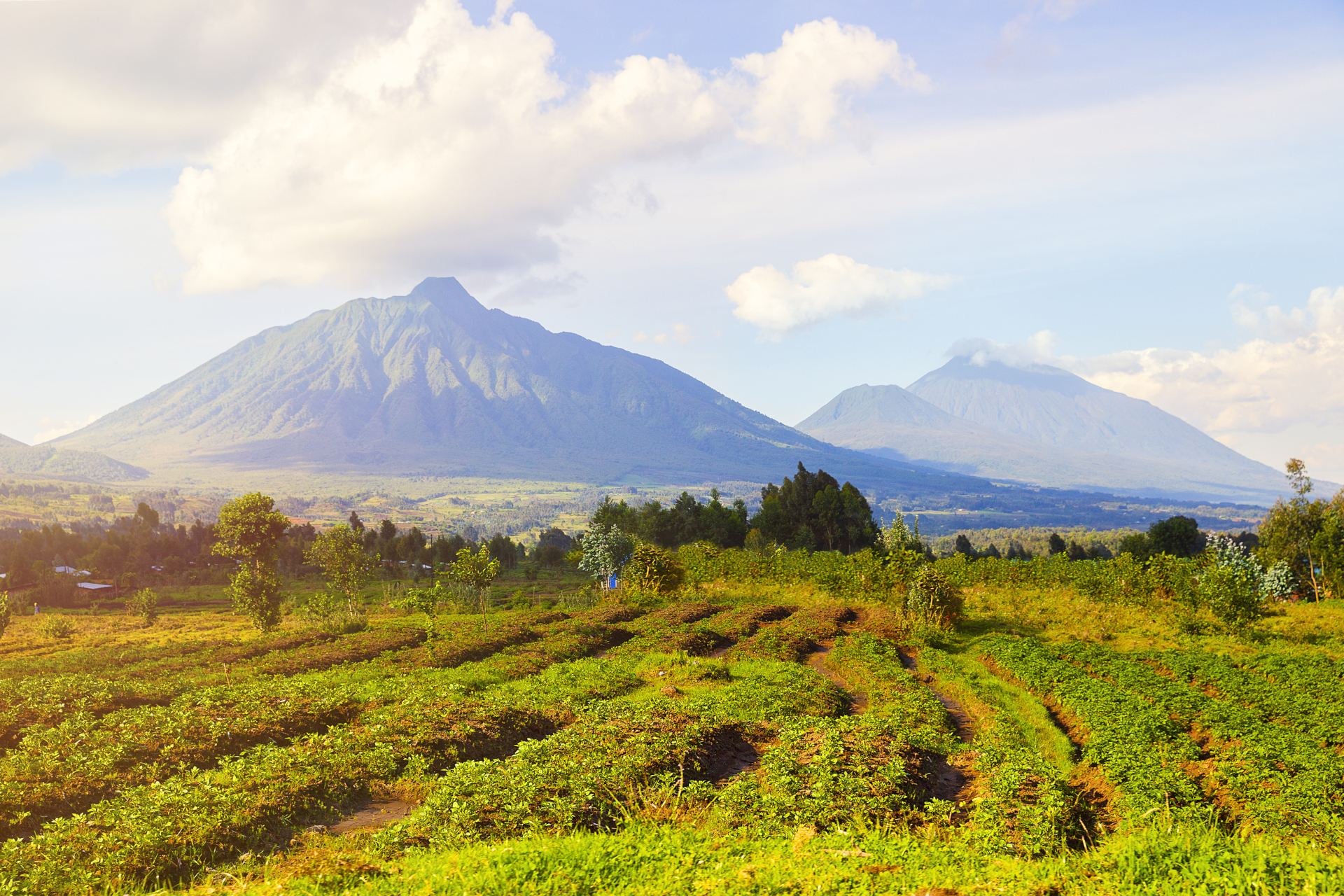 View of tea plantations and Virunga Mountains and Volcanoes
