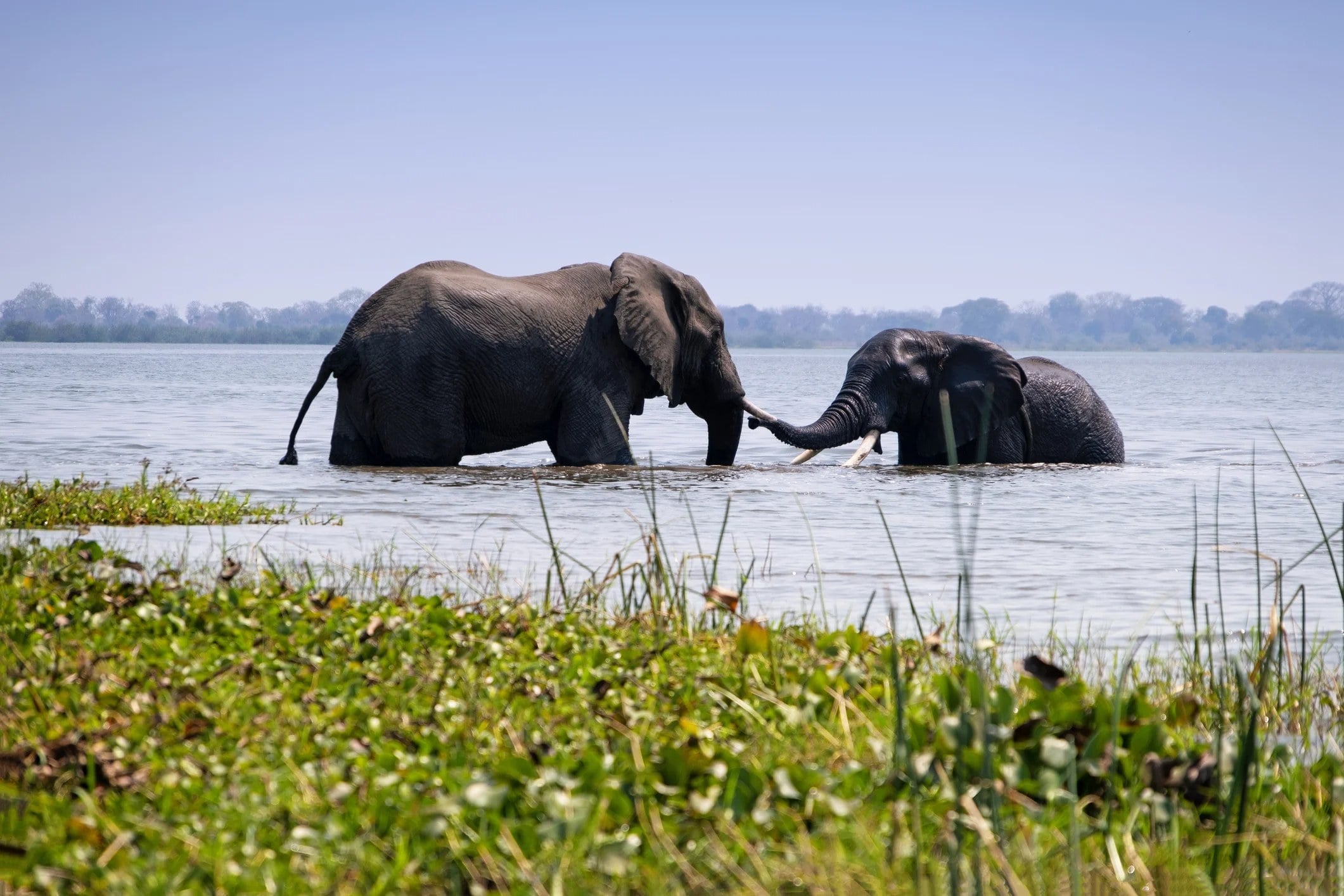 Two elephants playfully interacting in shallow water, surrounded by greenery under a clear blue sky.