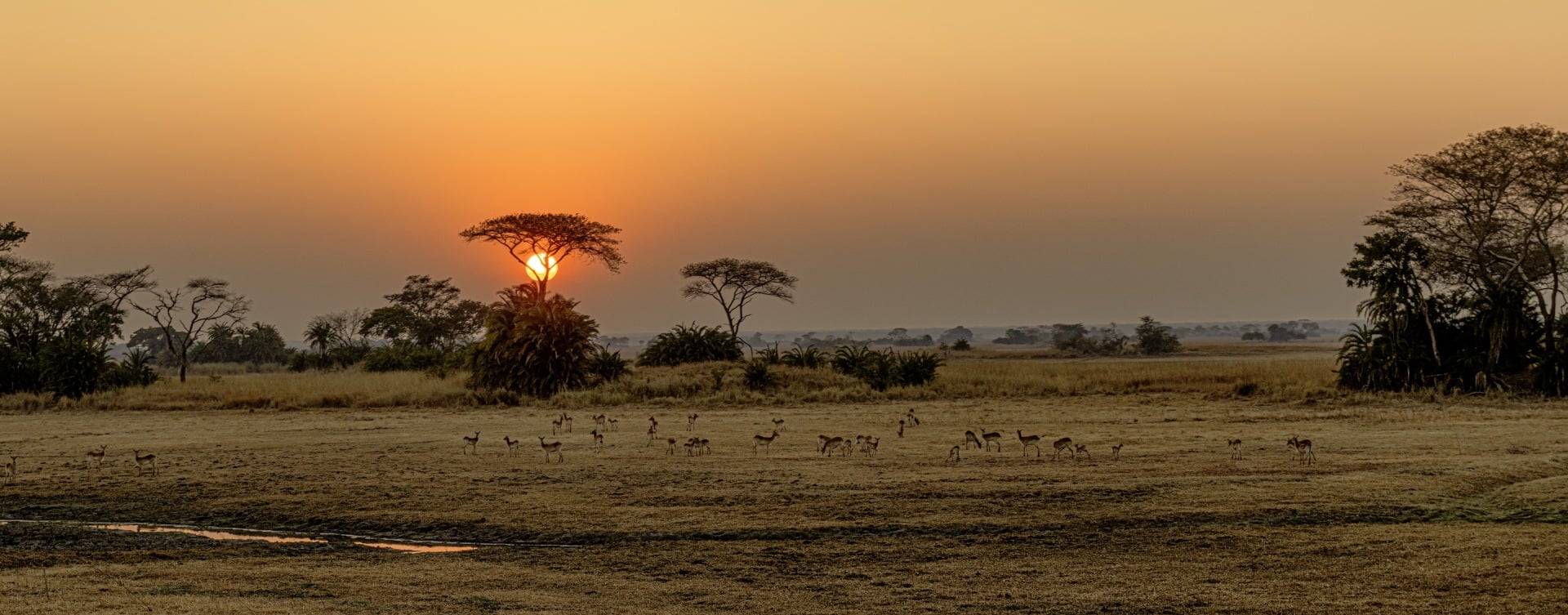 Panoramic image taken from hot air balloon of sunrise over Busanga Plains with grazing lechwes