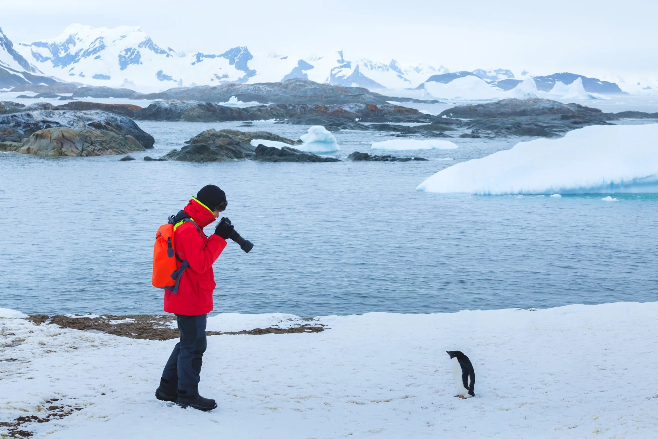 A person in a red jacket photographs a penguin near icy waters and snowy mountains in a polar landscape.