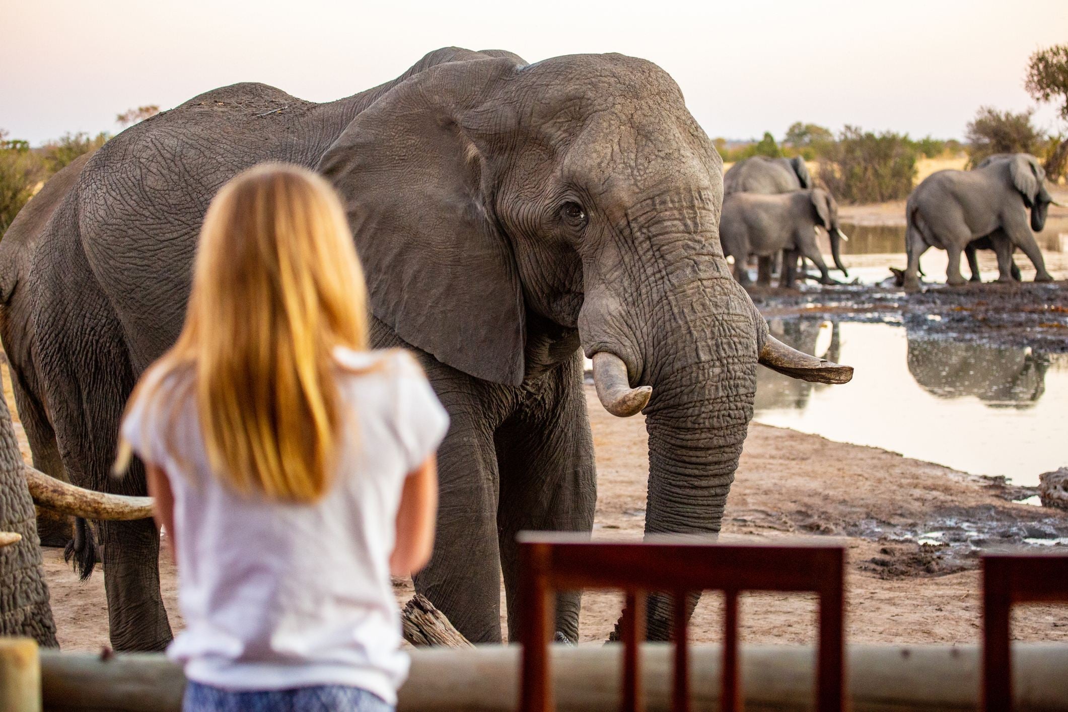 A girl watches elephants near a waterhole at sunset, captivated by the wildlife in the tranquil landscape.