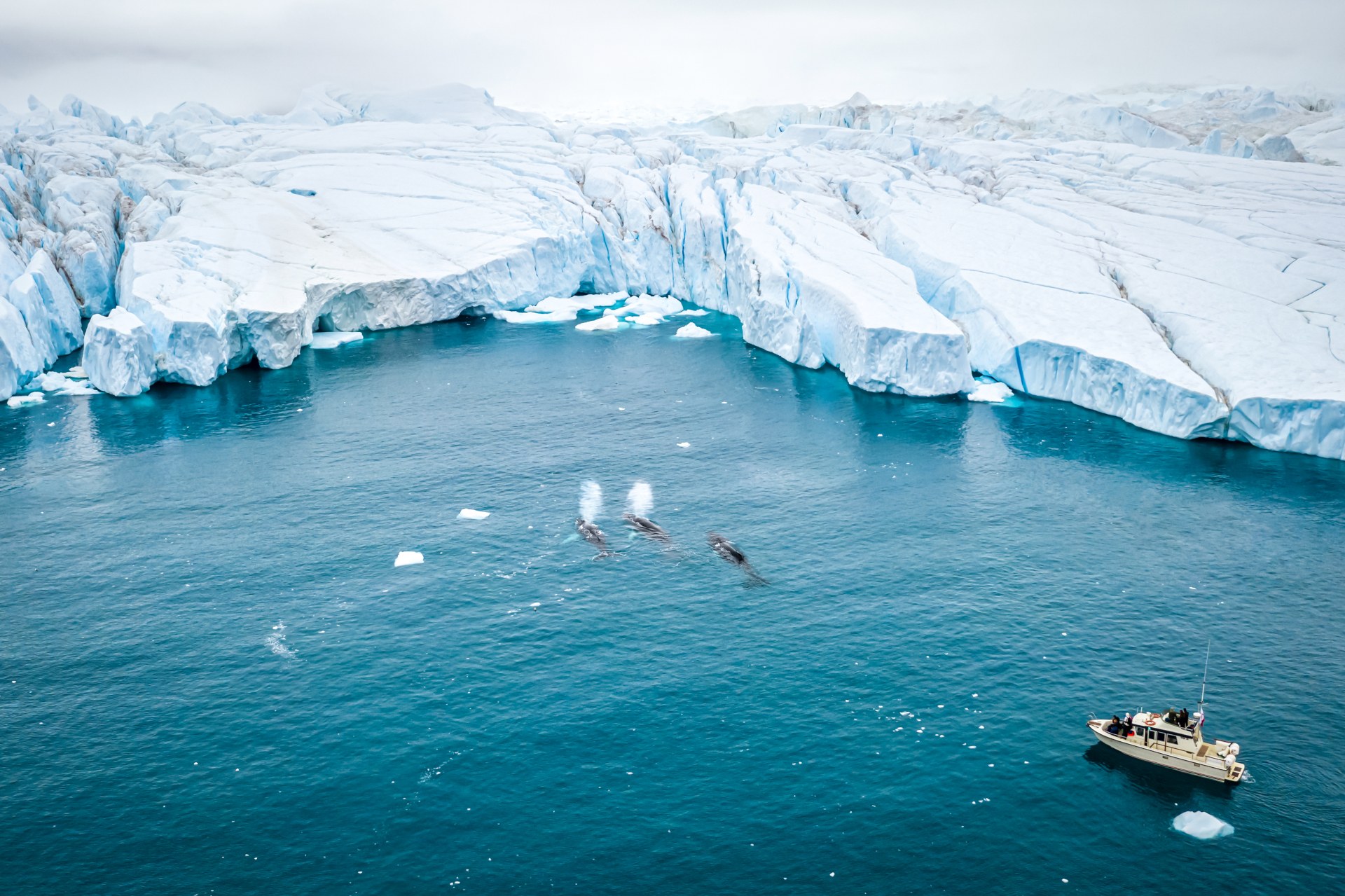 A ship near icebergs with whales spouting water in a calm, icy ocean.