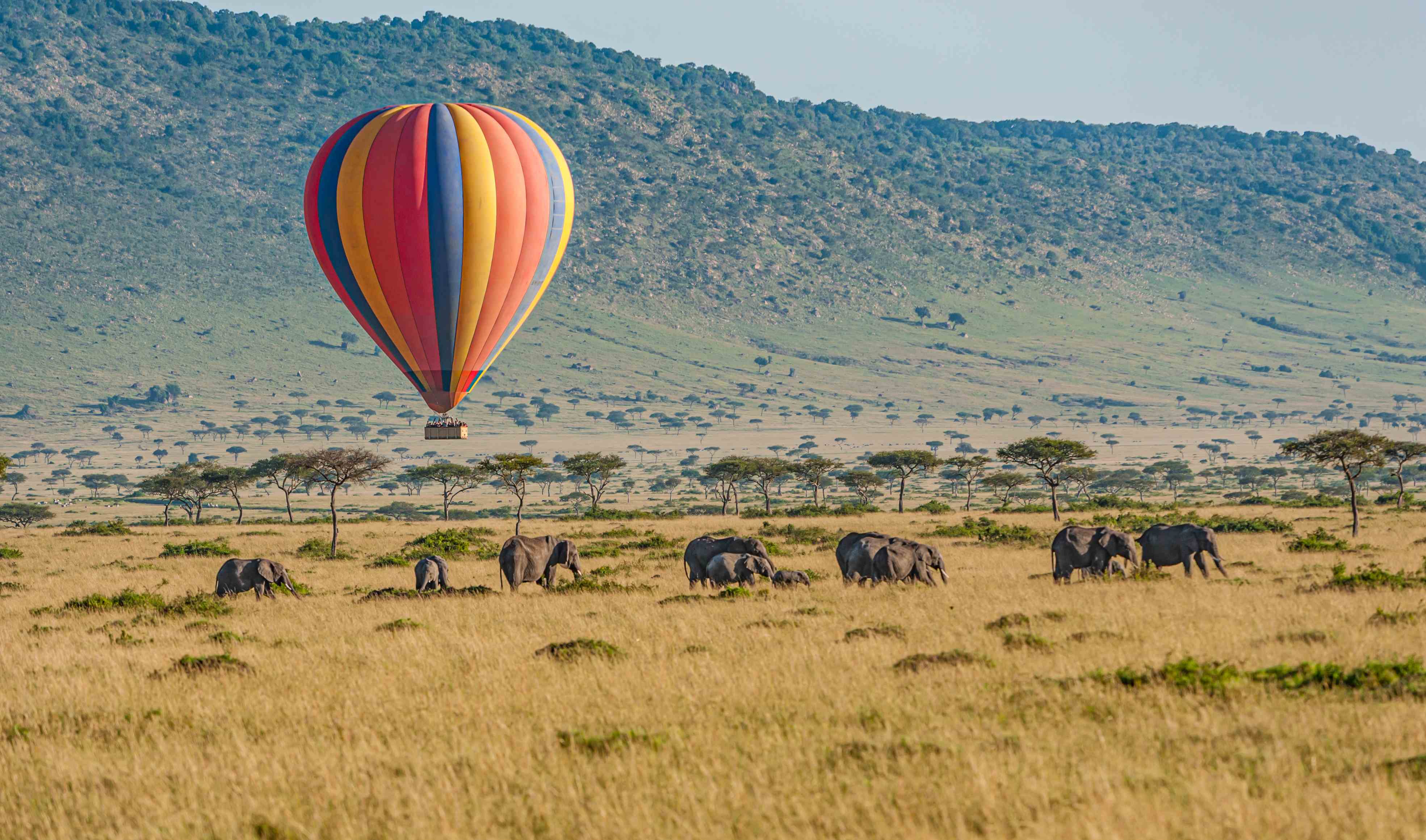 Masai Mara National Reserve, Kenya. Hot air ballooning over African Elephants