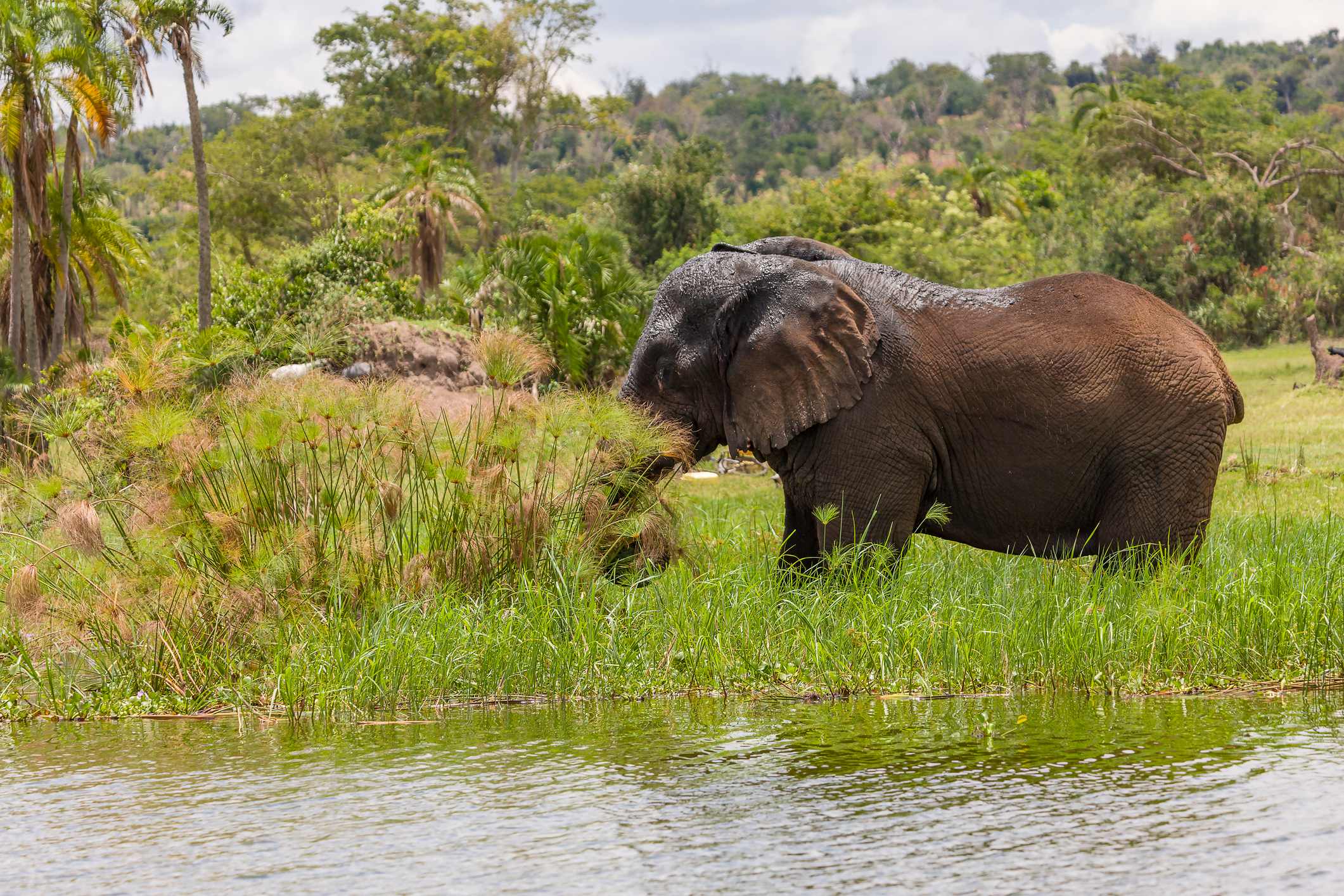 Two elephants grazing beside a calm water body, surrounded by lush greenery and distant trees under a partly cloudy sky.