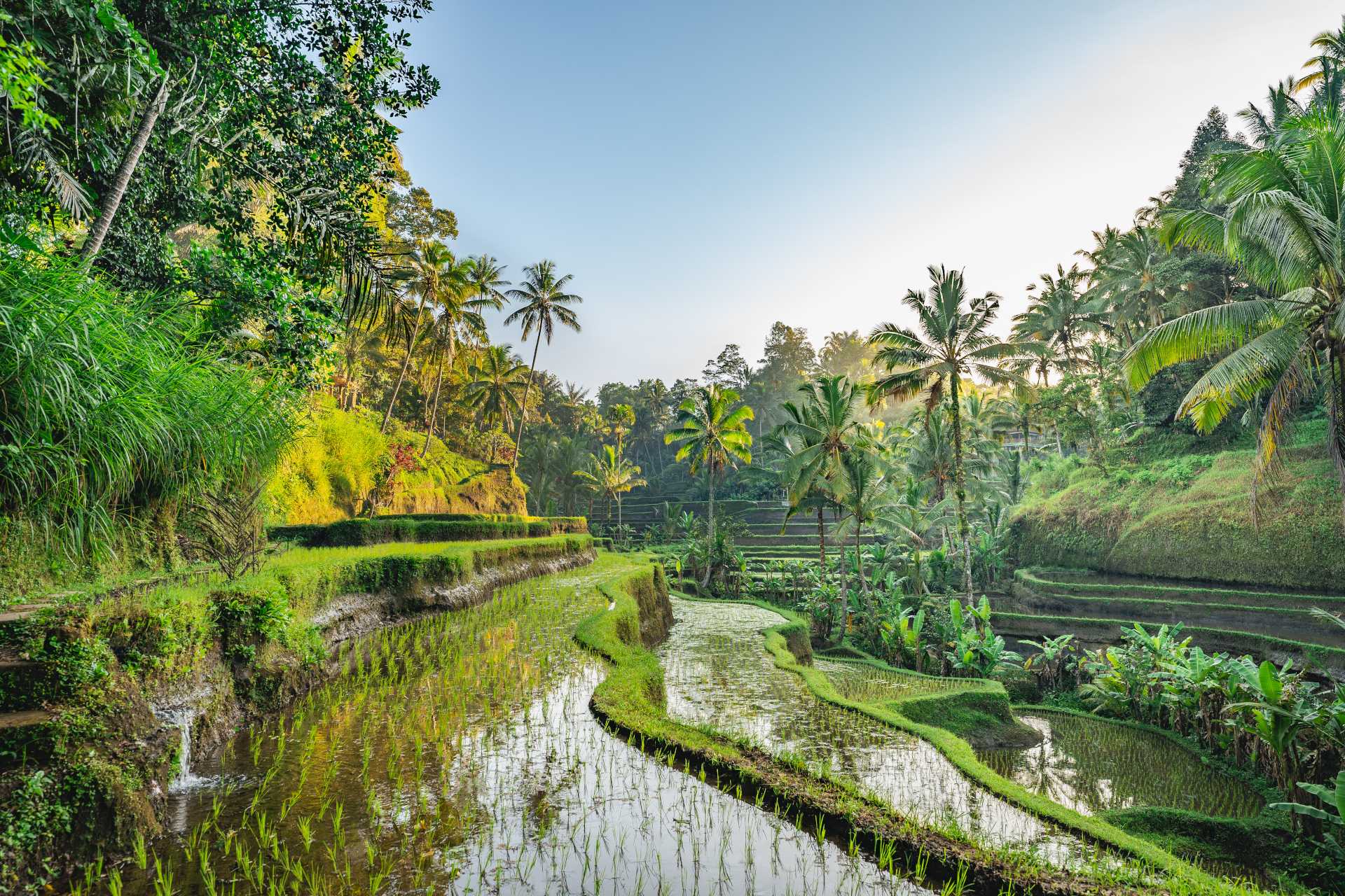 Lush green rice terraces surrounded by tropical plants and palm trees under a clear blue sky.
