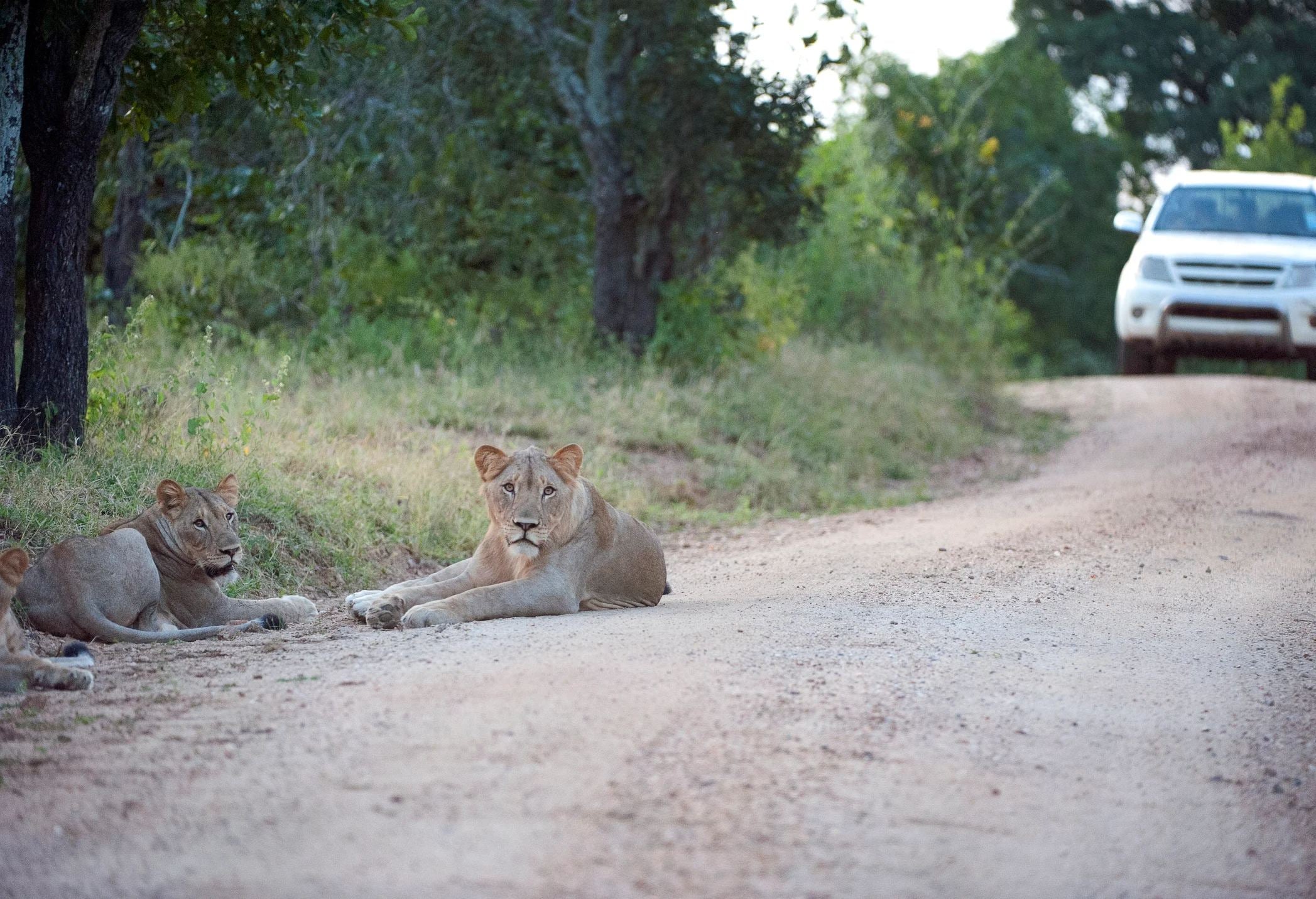 Two lions lounging beside a dirt road, with a white vehicle approaching in the background.