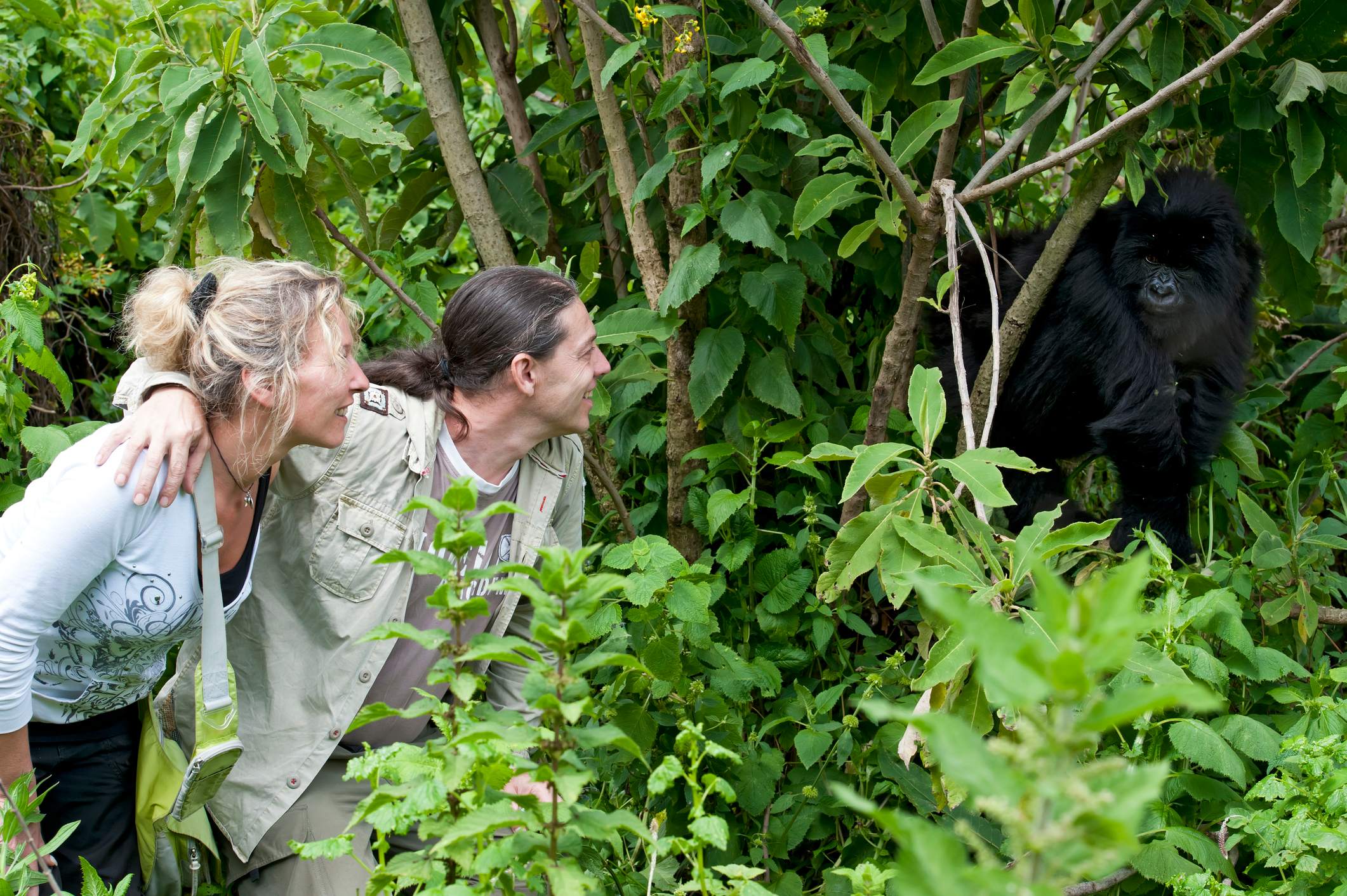 Two people observing a mountain gorilla perched in a tree among thick green foliage.