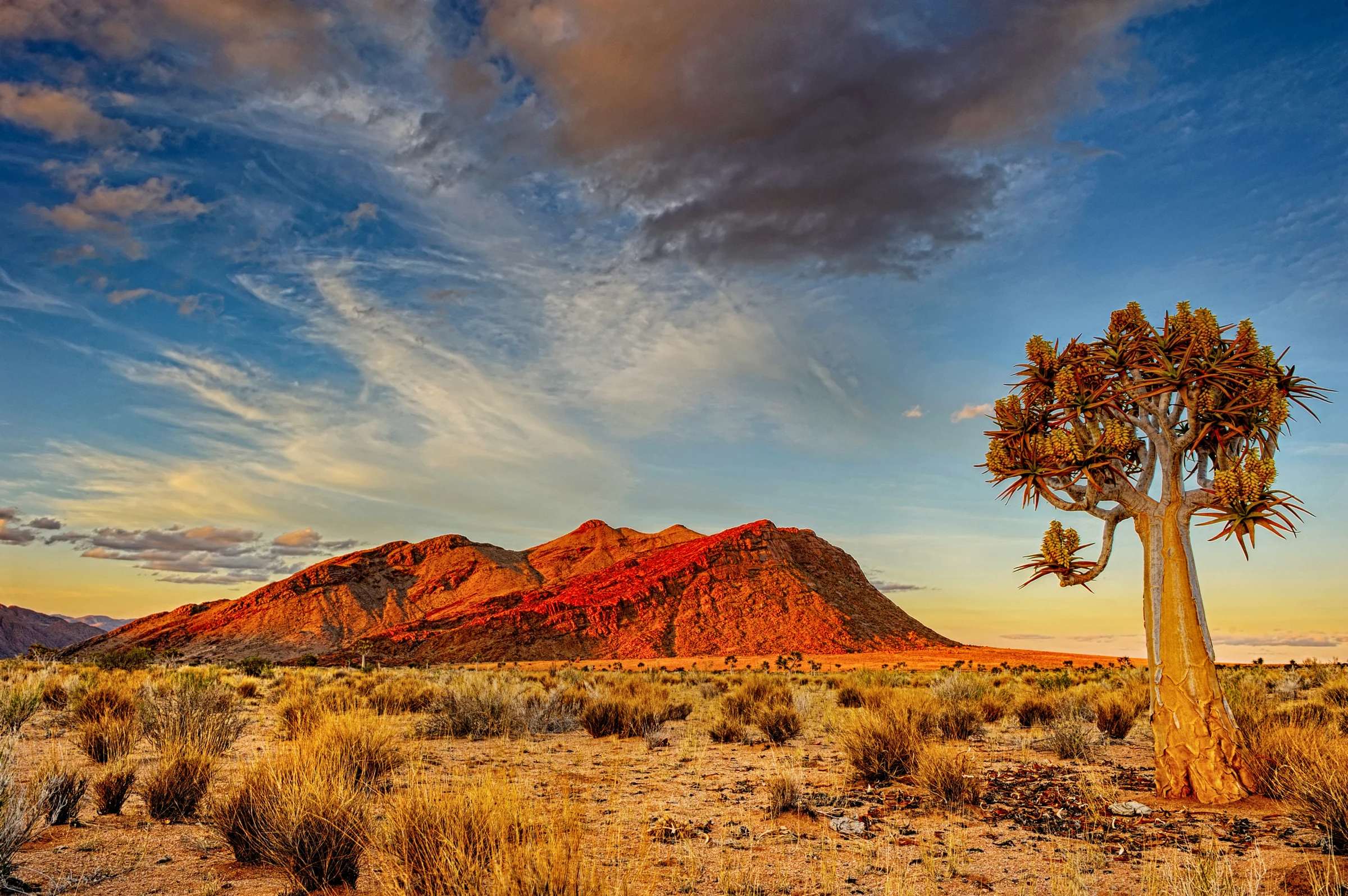 "An indigenous quiver tree captured at dusk near Klein Pella in the Gordonia district on the South African and Namibian border. "