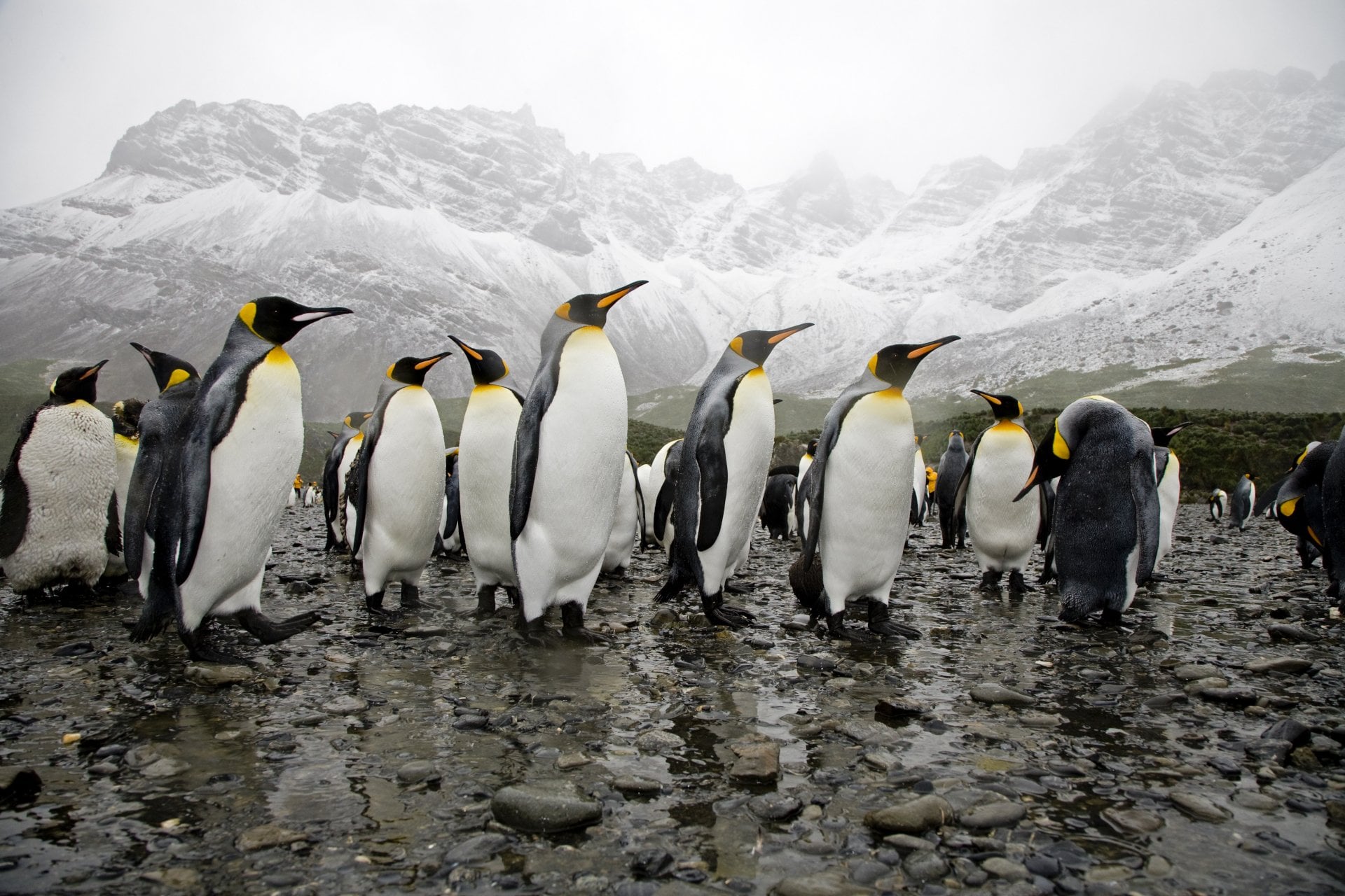 South Georgia Island King Penguins at the beach, wide angle shot against the high snow mountains