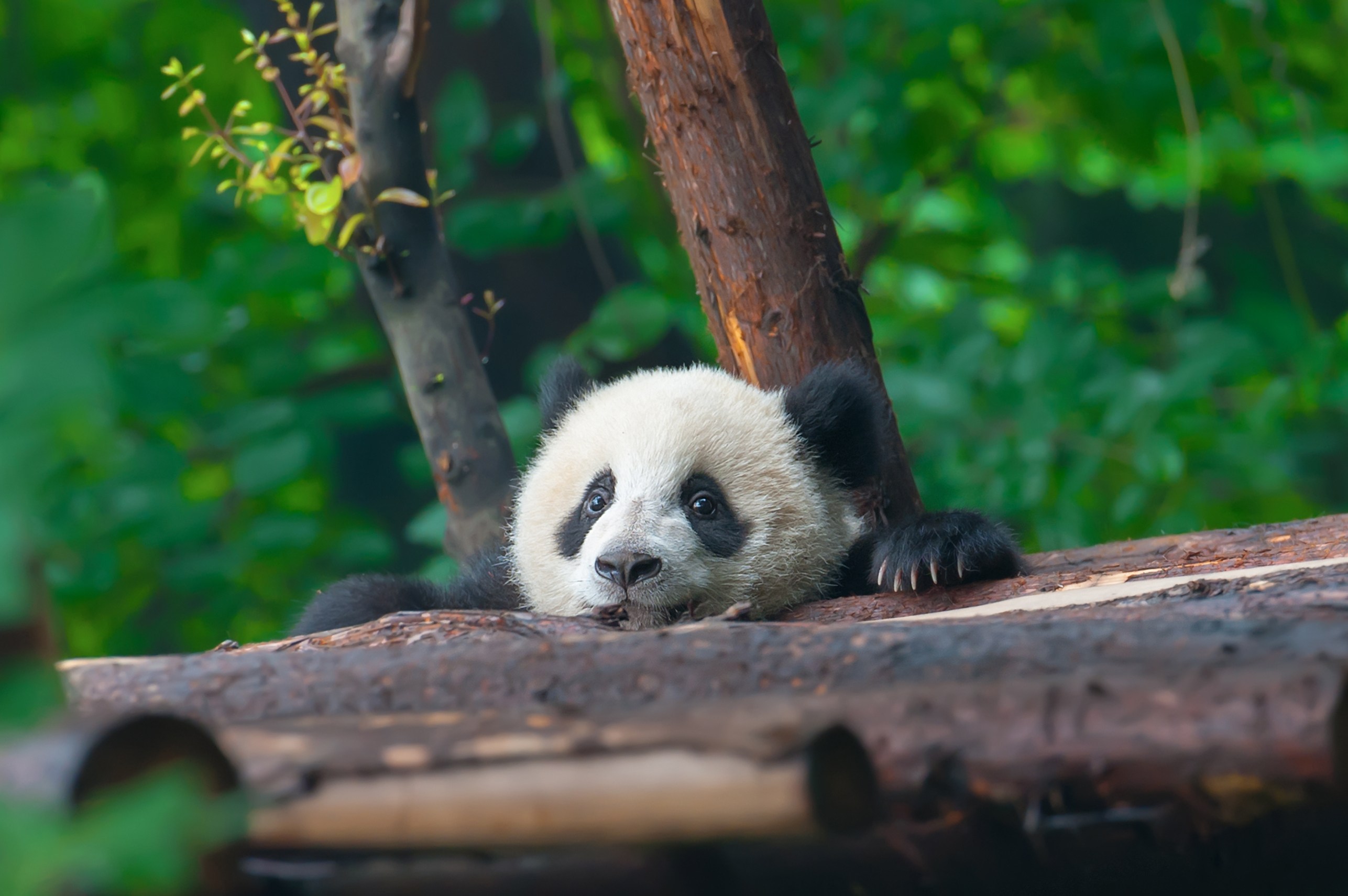 A cute panda resting its head on a log, surrounded by lush green foliage.