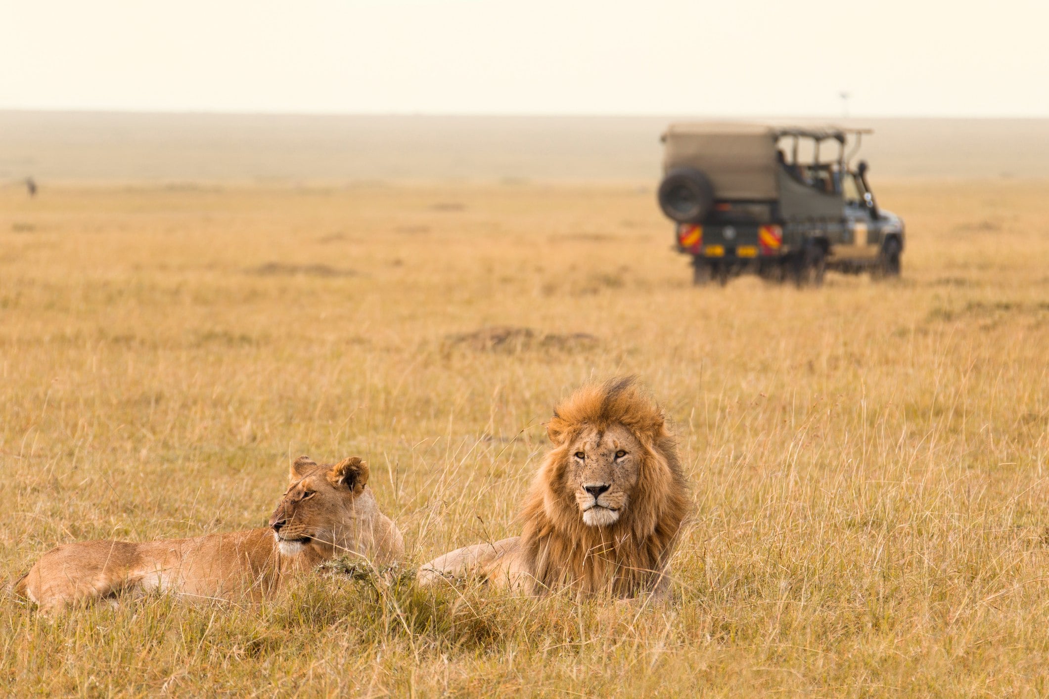 A male and female lion rest in an open savannah, while a safari vehicle is visible in the background.