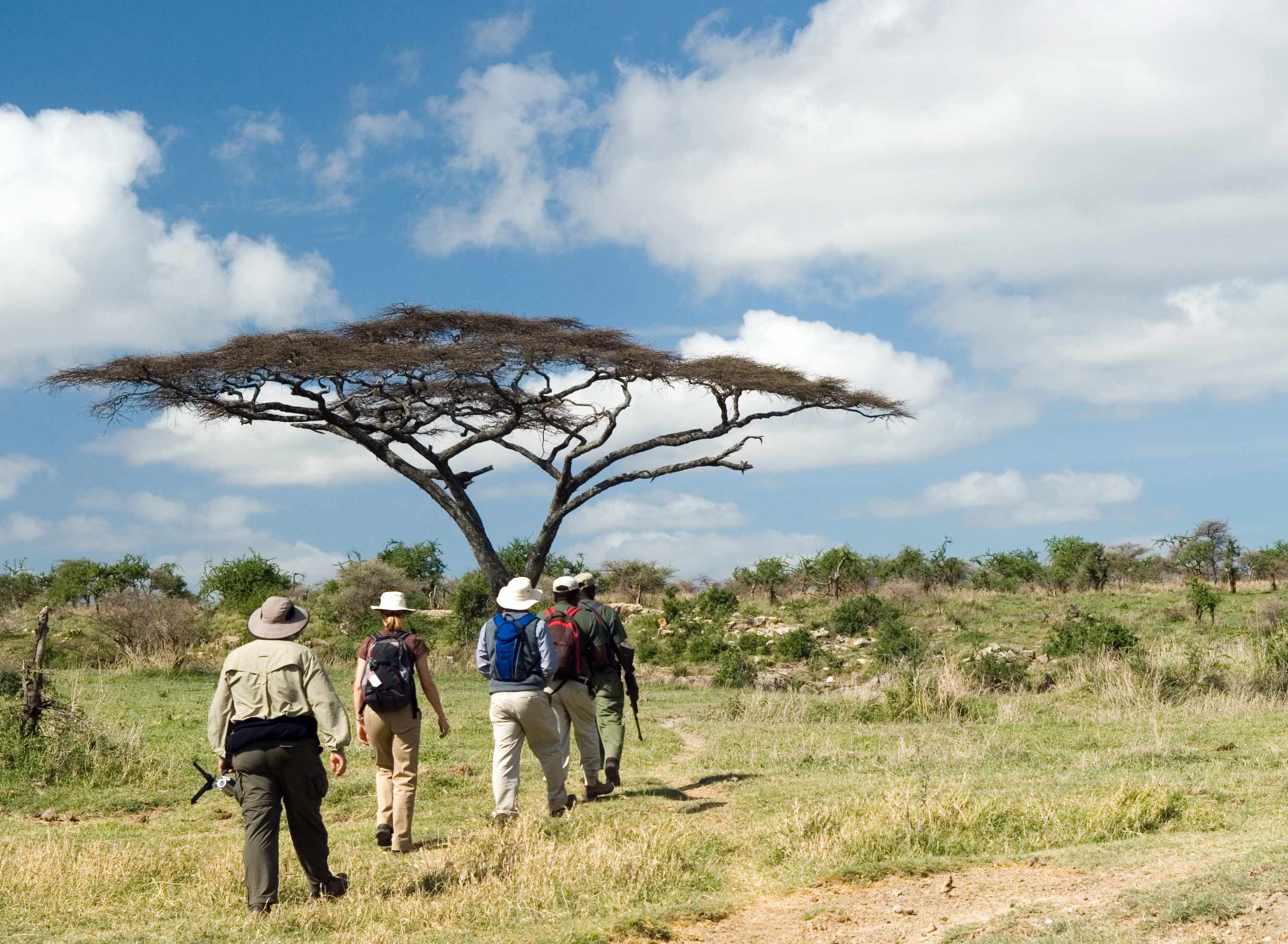 A group of hikers walking towards a large acacia tree under a blue sky with scattered clouds.