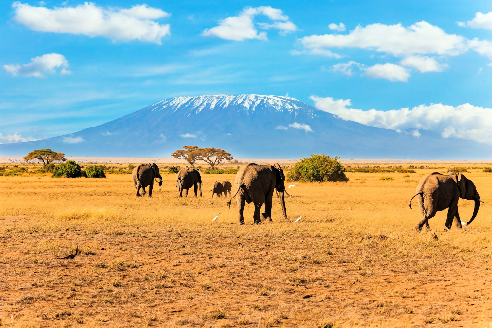 Heard of elephants, Mount Kilimanjaro in the background.