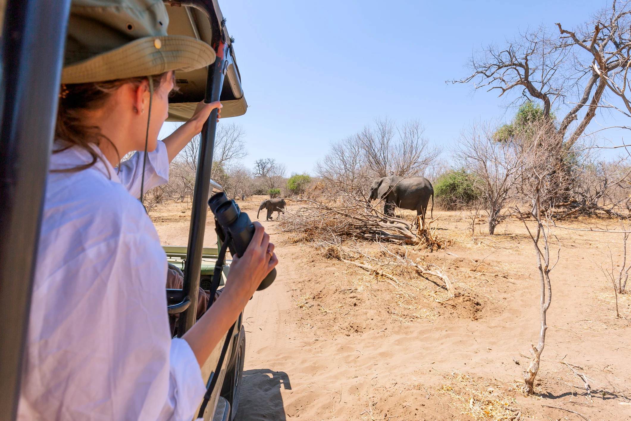 A person in a safari vehicle observes elephants in a dry landscape with sparse trees