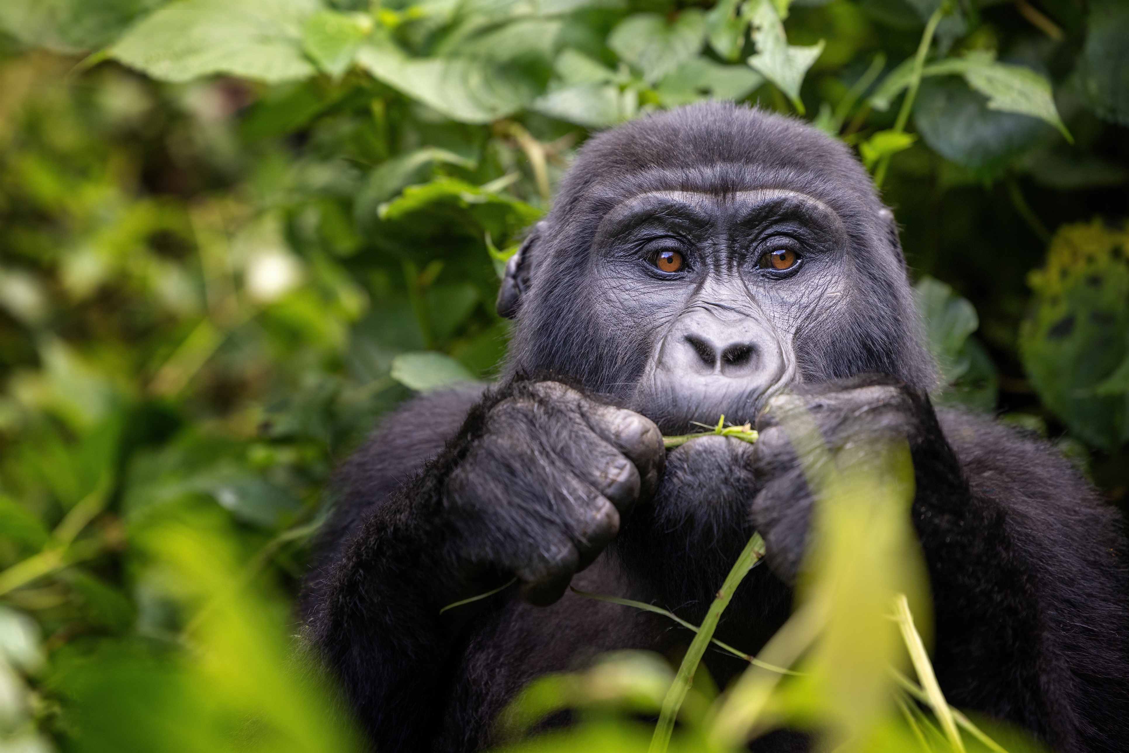 A close-up of a gorilla eating greenery, surrounded by lush green foliage.
