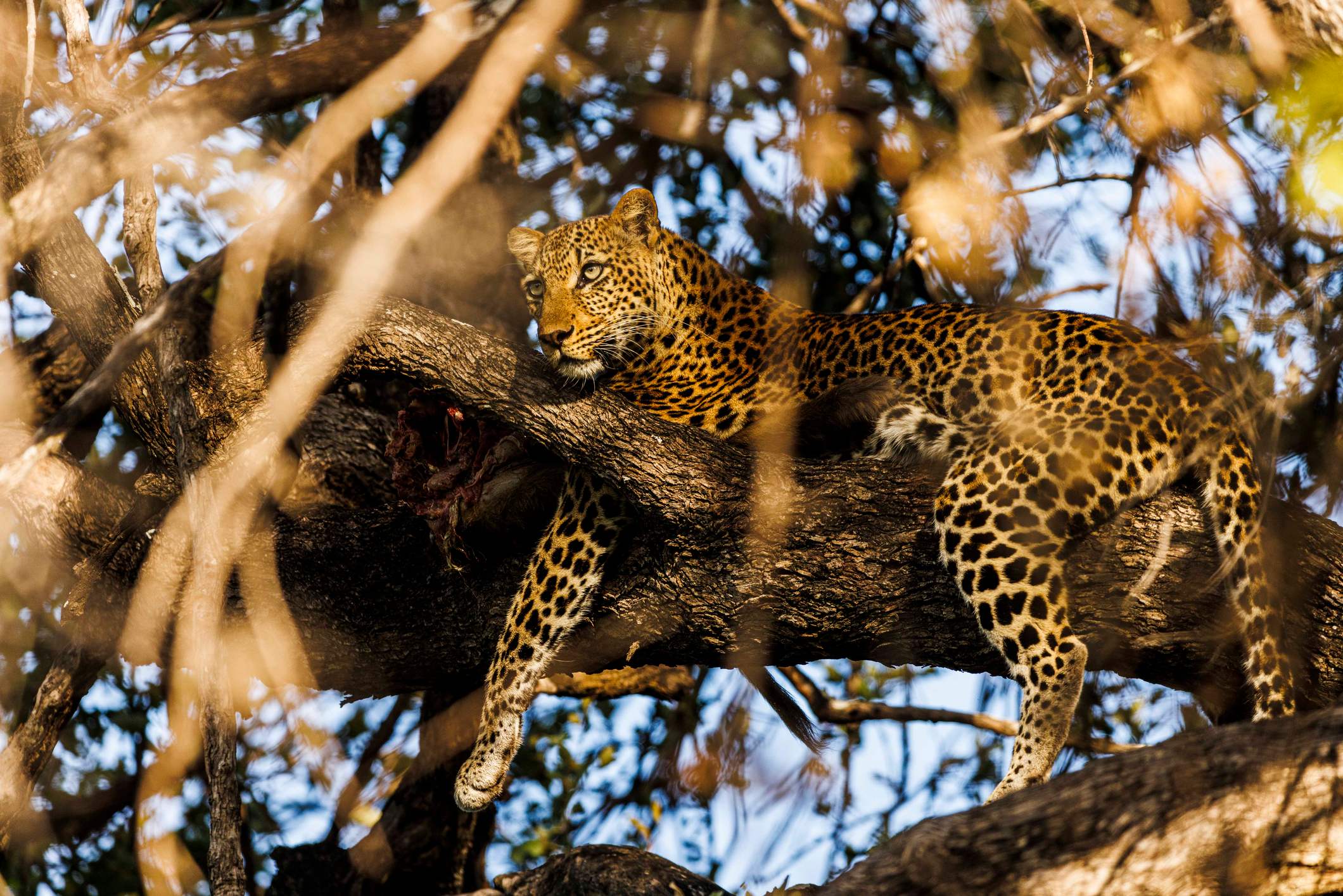 A leopard rests on a tree branch, surrounded by leaves and branches in a natural habitat.