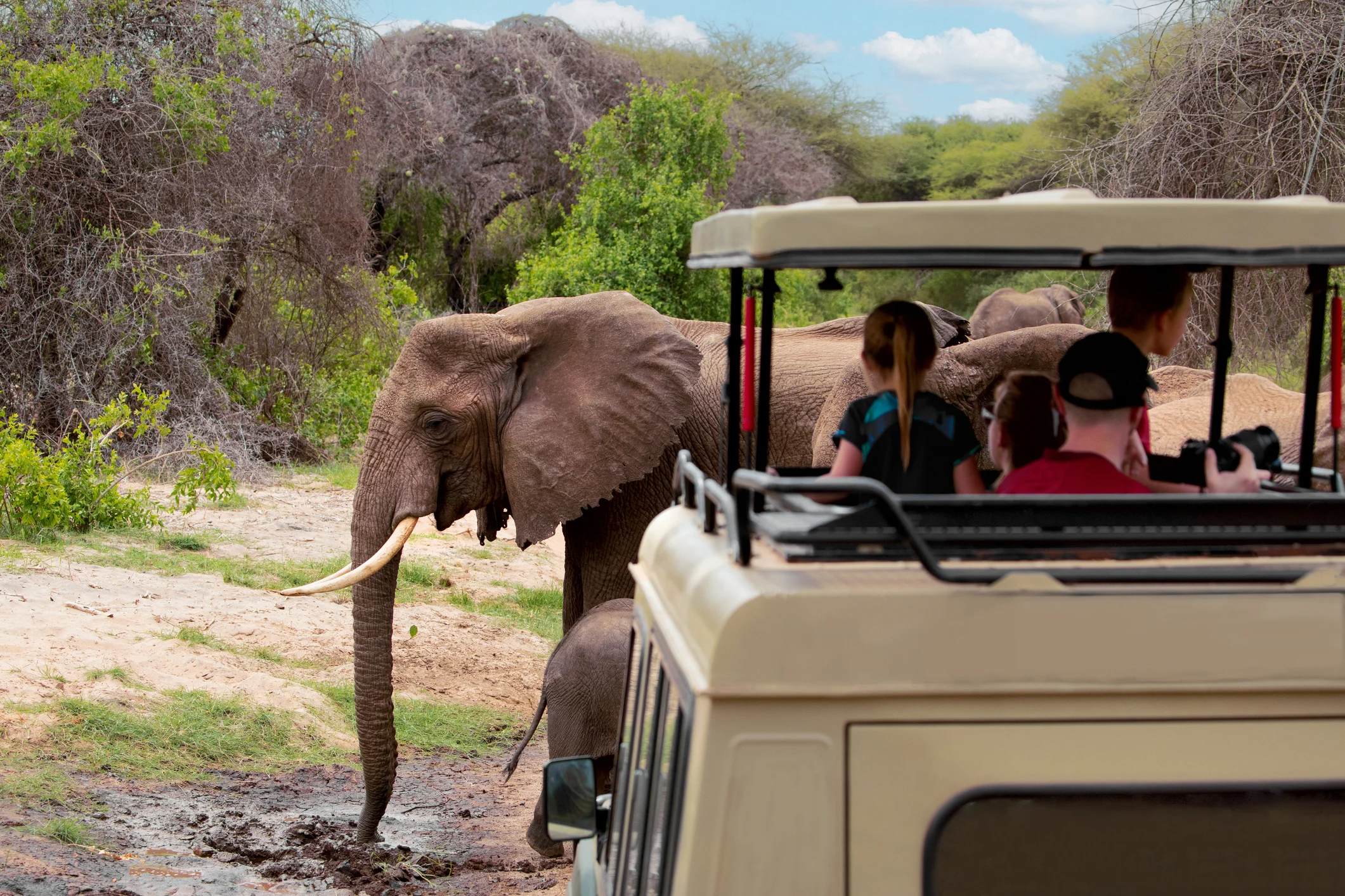 A group of people in a safari vehicle watches elephants in a natural setting. Bright sky and greenery surround them.