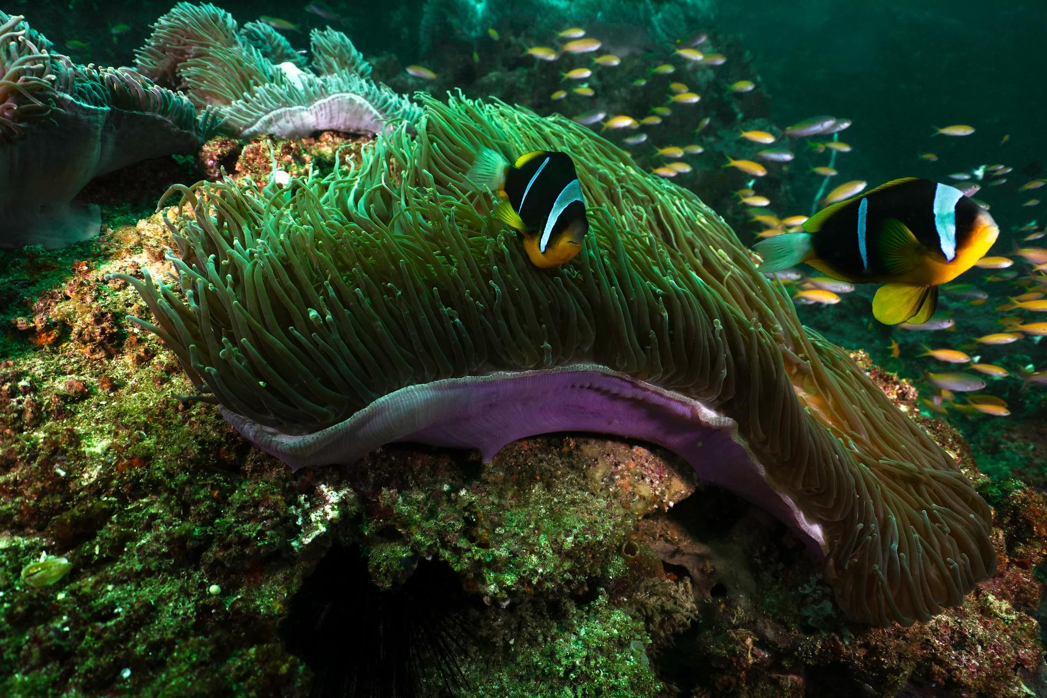 A vibrant coral reef with two clownfish swimming near a large sea anemone.
