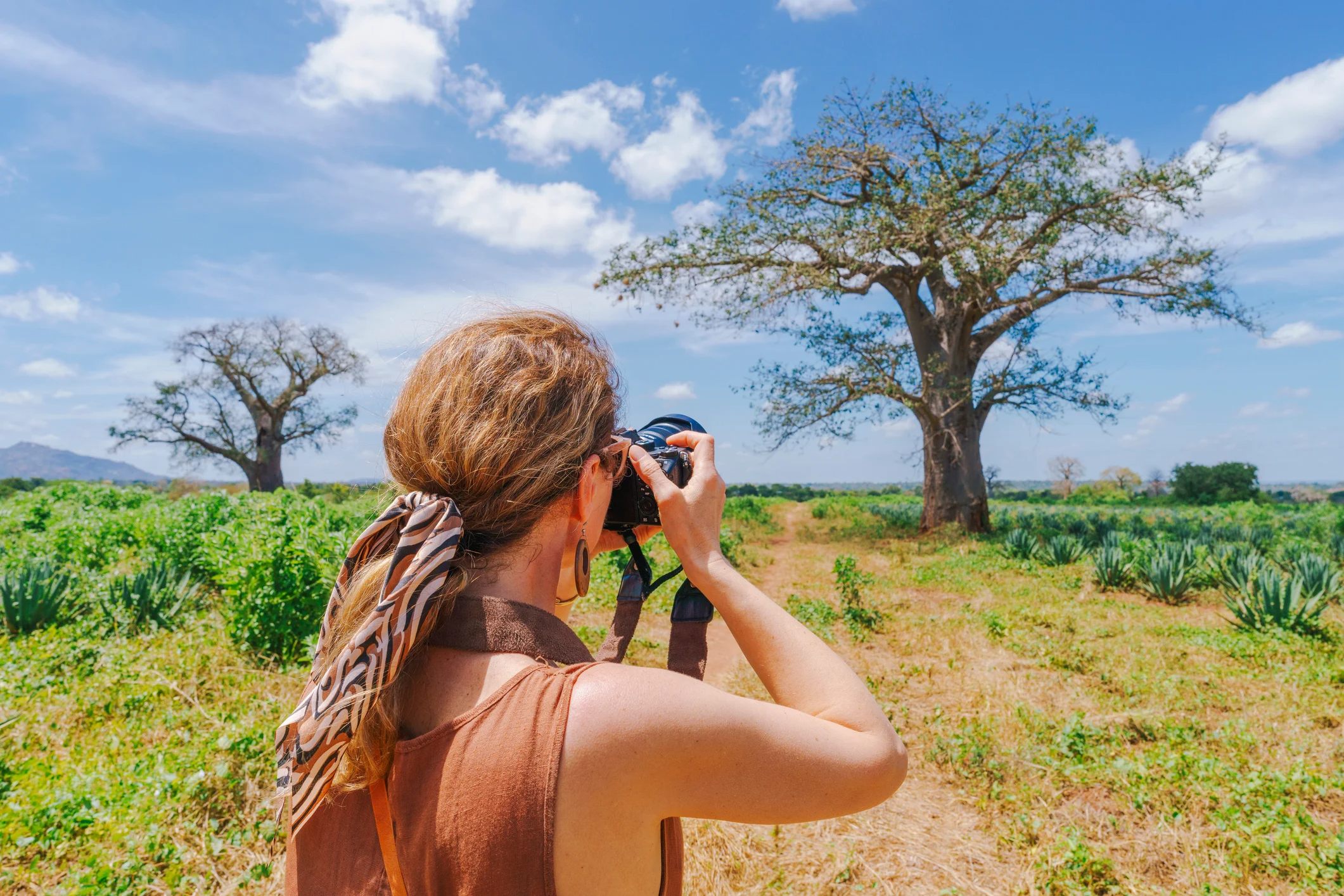 A person with a camera stands in a field, photographing a large tree under a blue sky with scattered clouds.