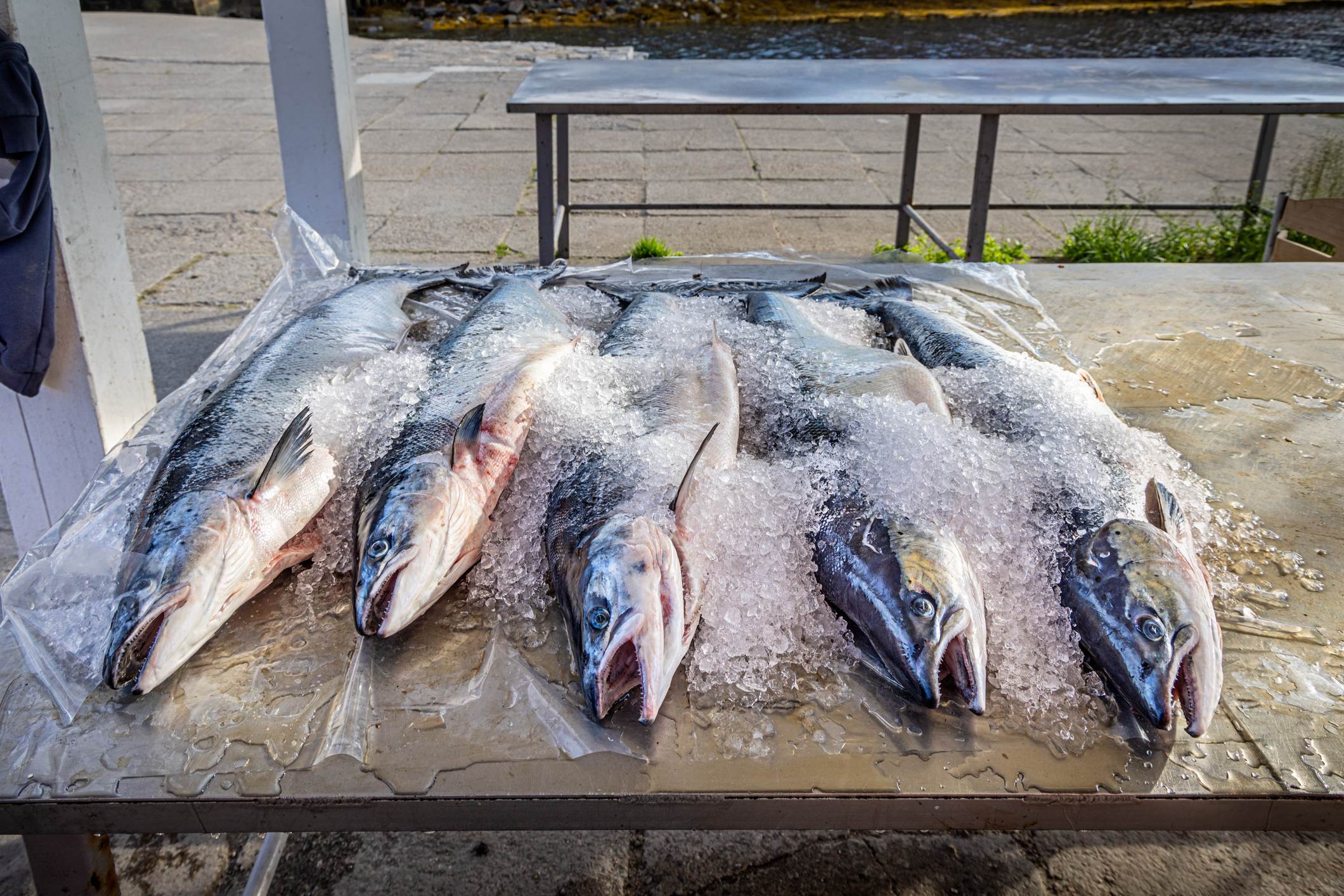 Six fish are displayed on ice on a table, with a focus on their heads and glistening scales.