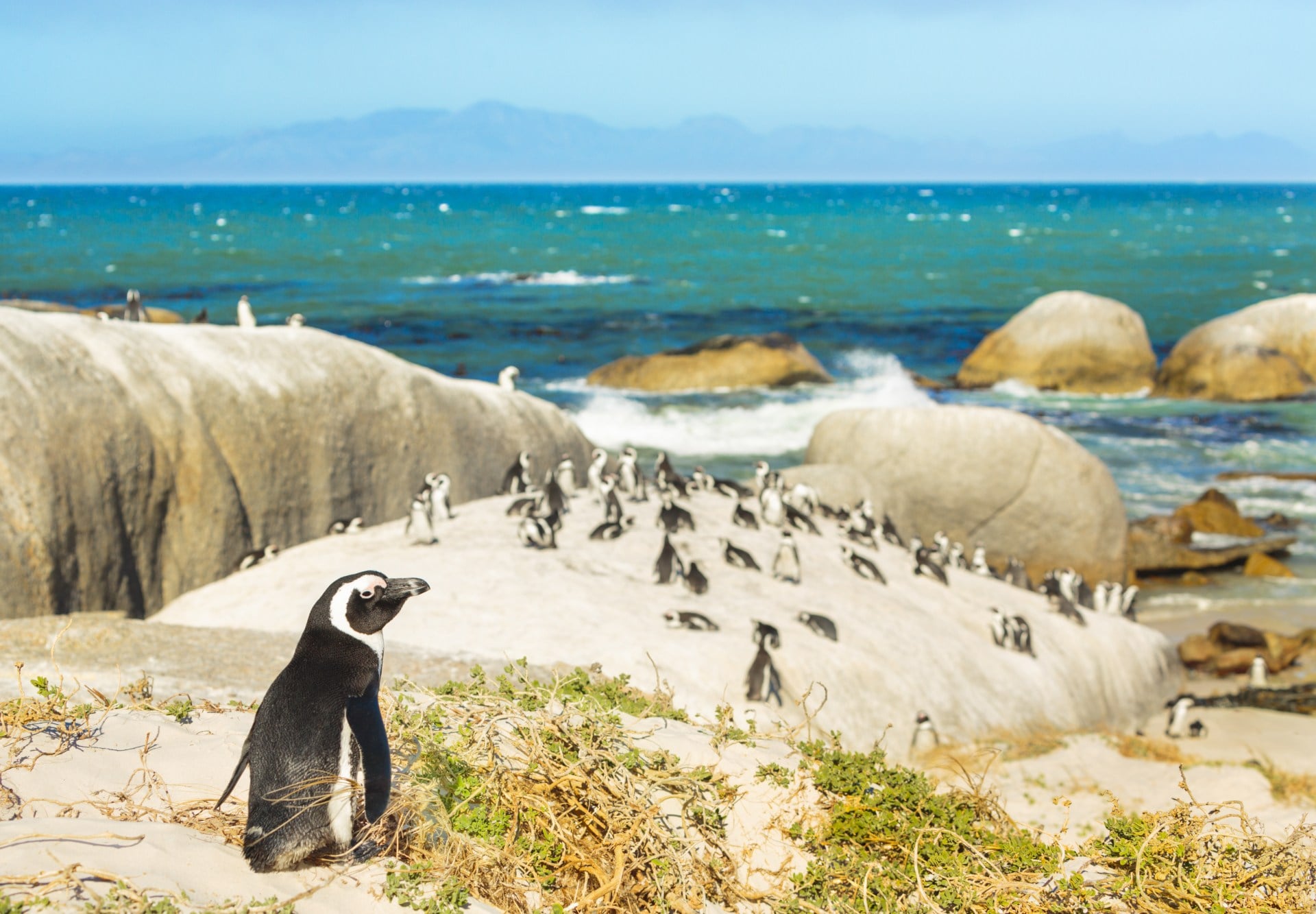 Colony of penguins at Boulders Beach in South Africa