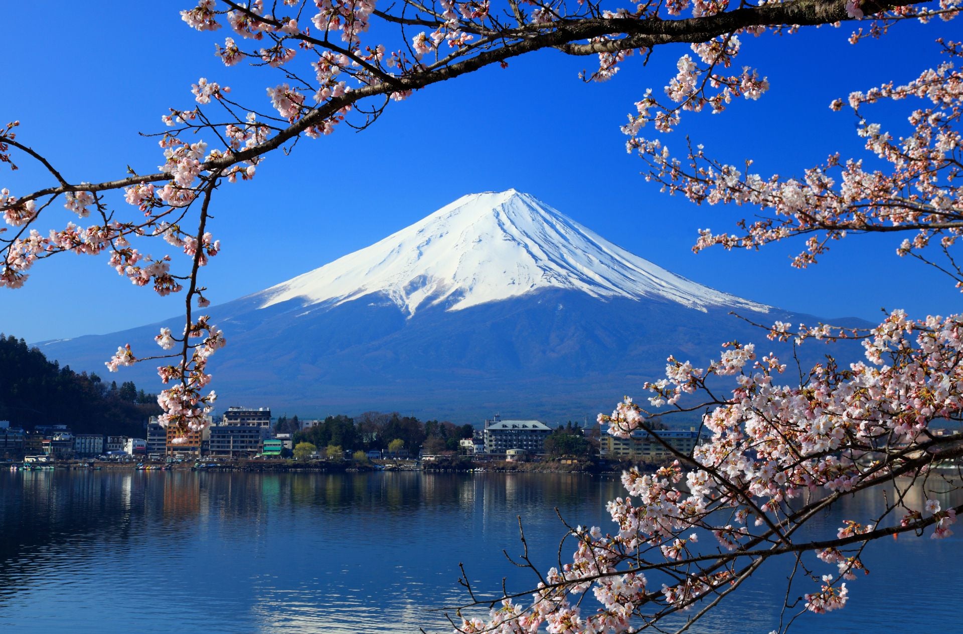 Mount Fuji is a sacred stratovolcano for followers of the Shinto religion and is the most climbed mountain in the world. Beautiful cherry blossoms with Mount Fuji