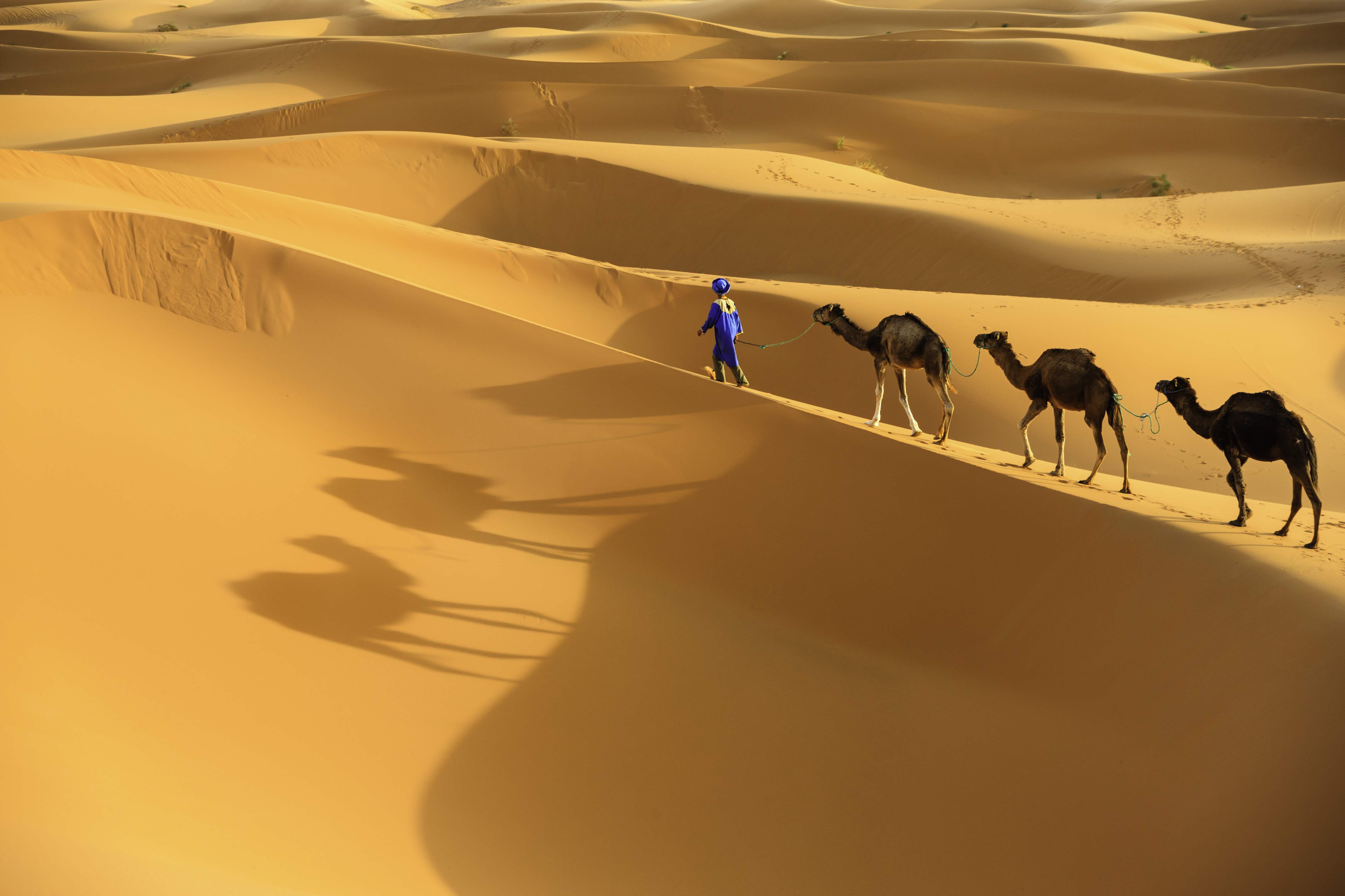 Tuareg with camels