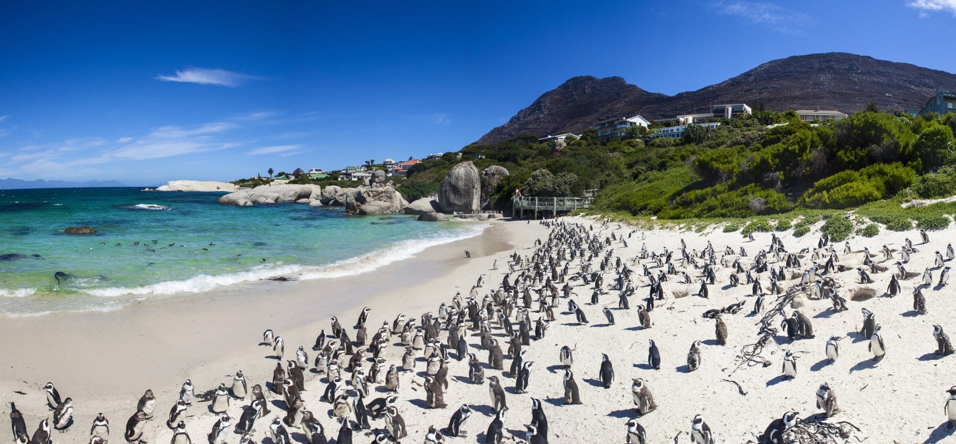 A panoramic view of a beach with numerous penguins gathered on the sand, surrounded by blue water and green cliffs.