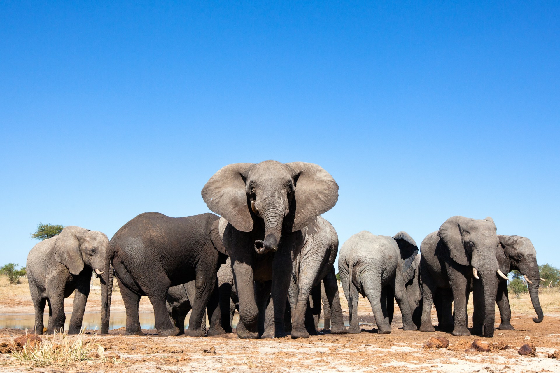 Elephants at waterhole