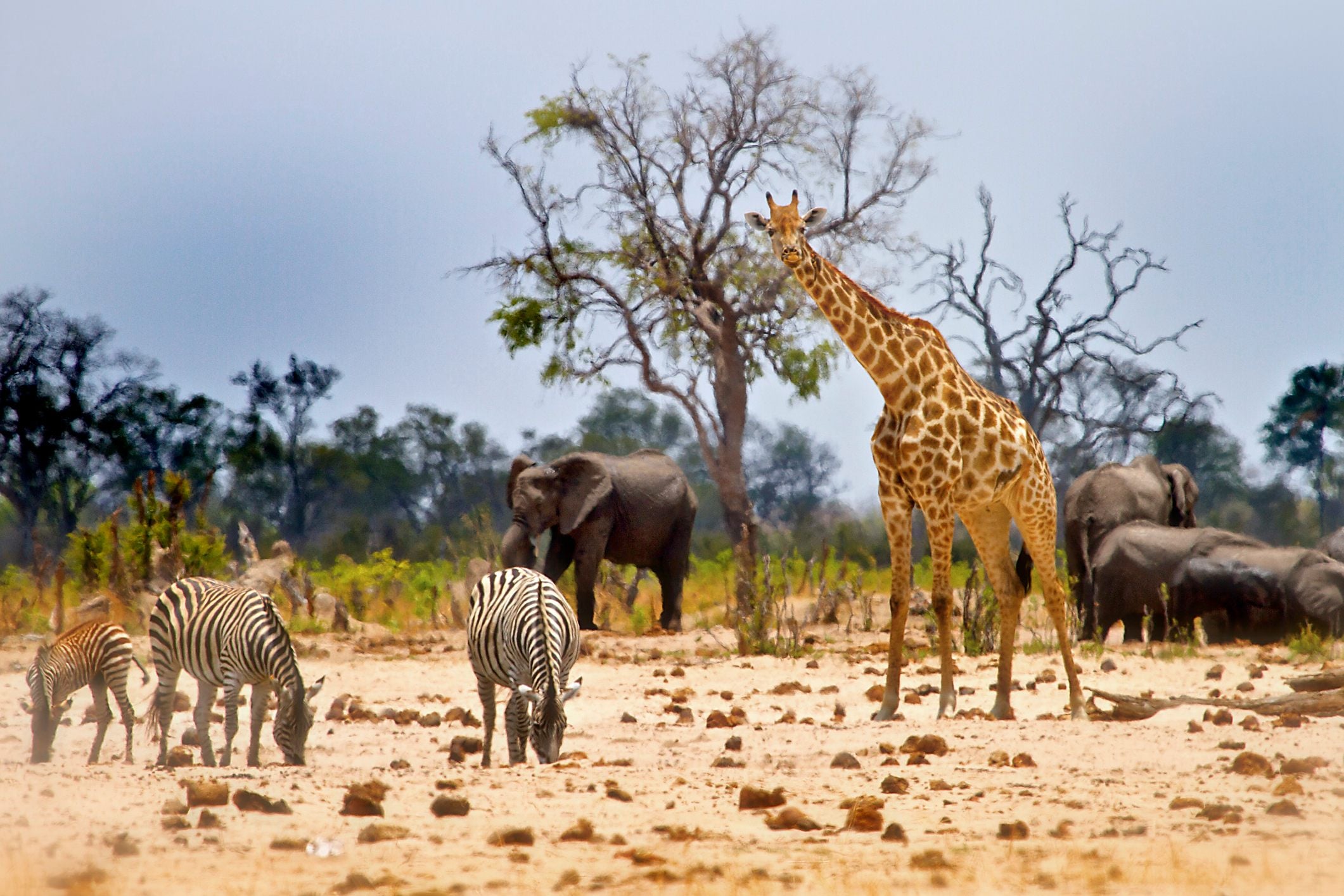 A giraffe stands among zebras and elephants in a savanna landscape with sparse trees and a cloudy sky.