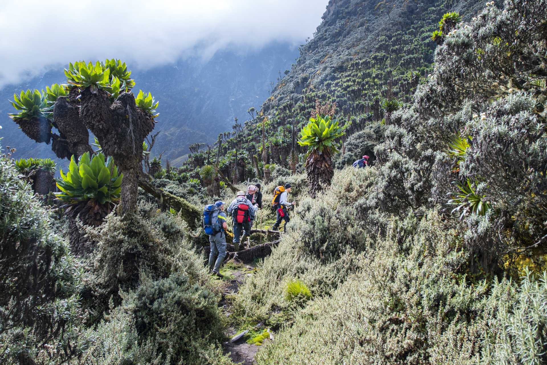Hikers trekking through lush greenery in a mountainous landscape under a cloudy sky.
