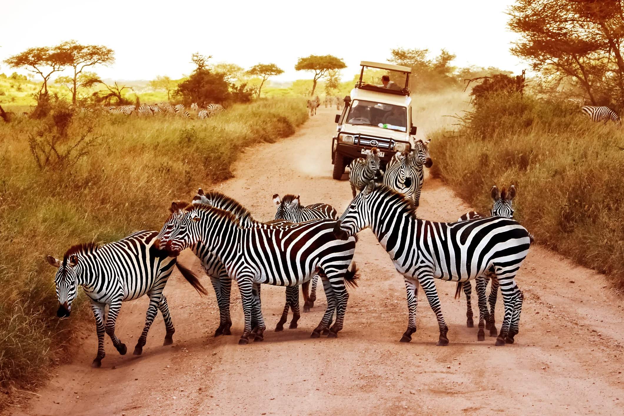 A group of zebras crossing a dirt road, with a safari vehicle in the background under a warm sunset.