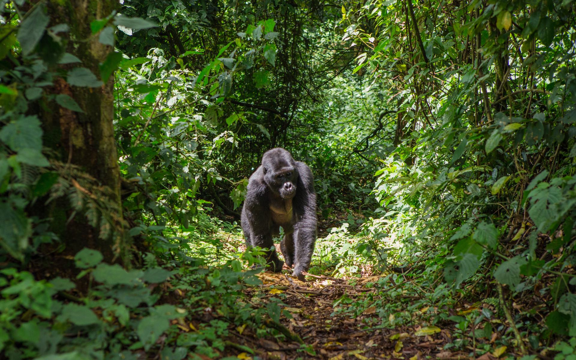 Dominant male mountain gorilla in rainforest.