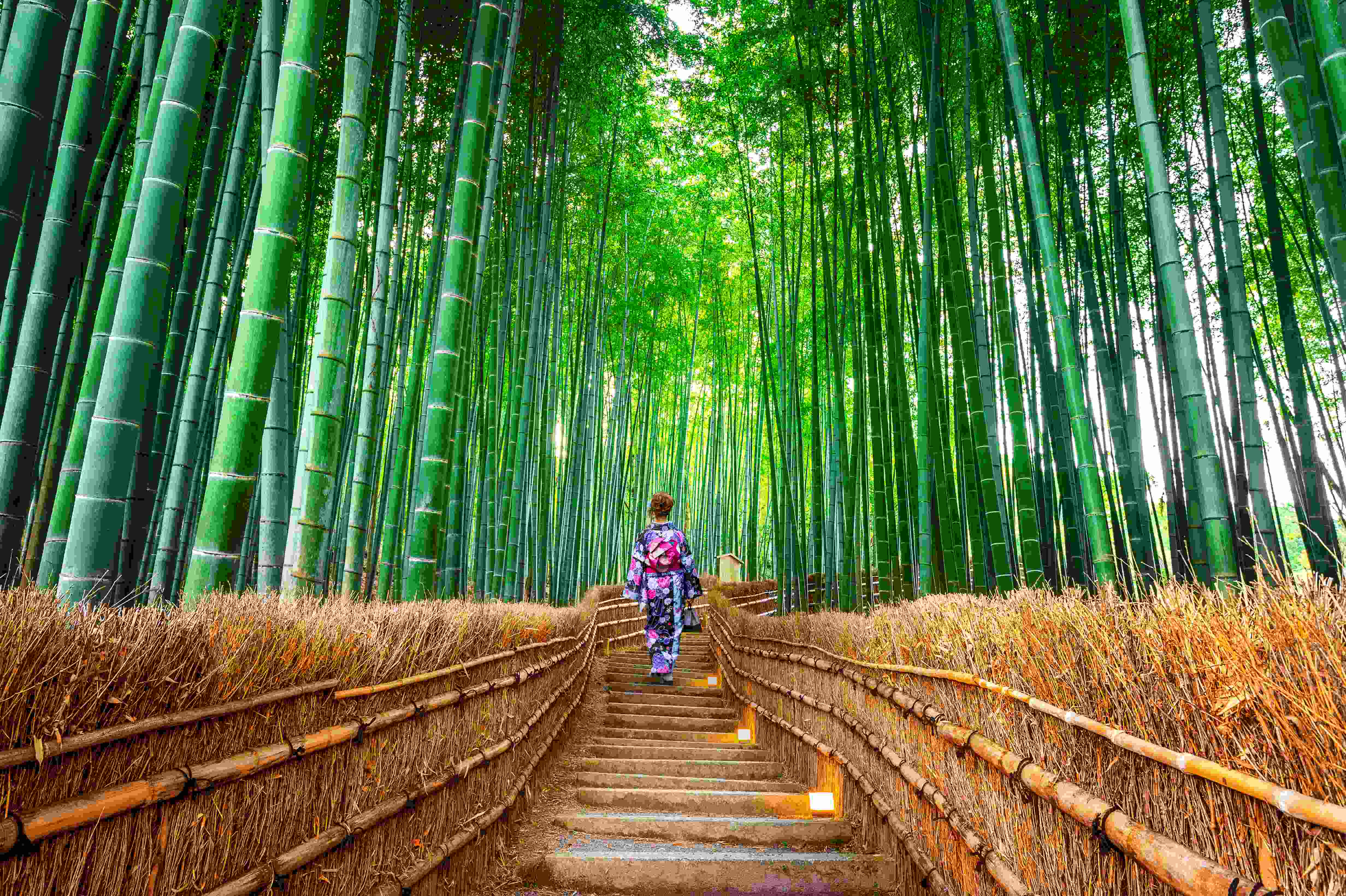 Asian woman walking up path wearing traditional kimono in Bamboo Forest in Kyoto, Japan