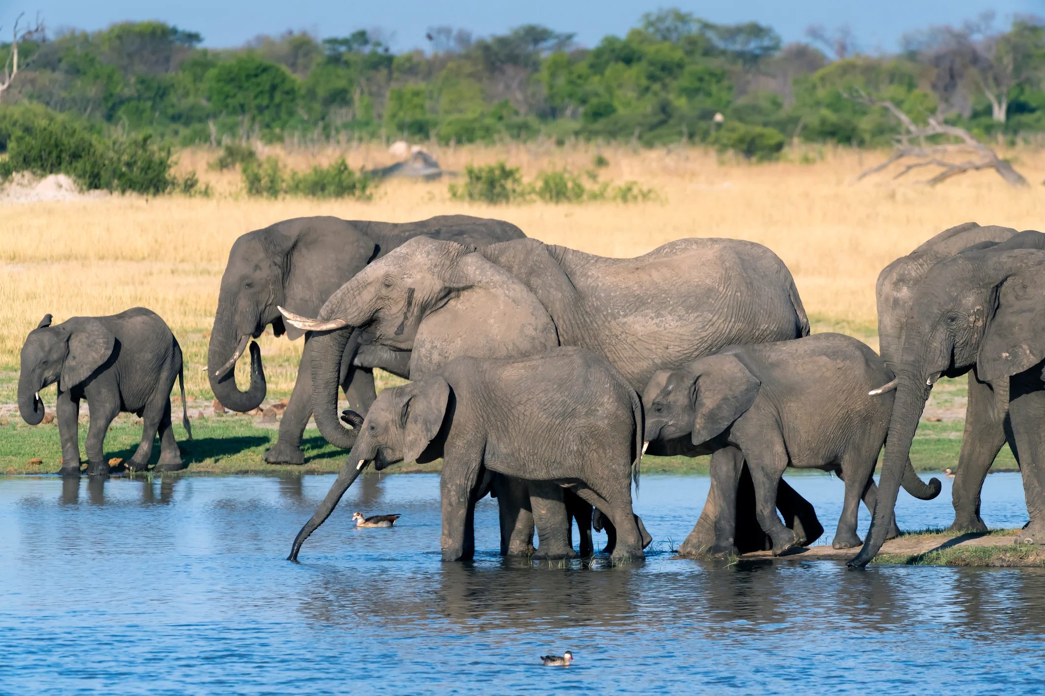 A group of elephants wading in a shallow river, surrounded by green grass and trees.