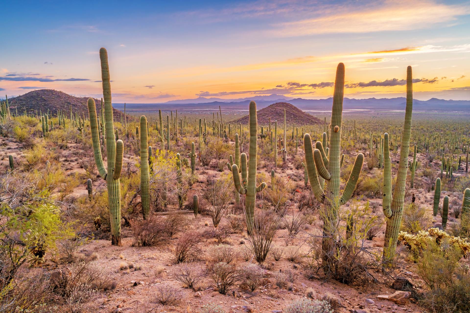 Saguaro cactus forest in Saguaro National Park, Arizona, USA during sunset.