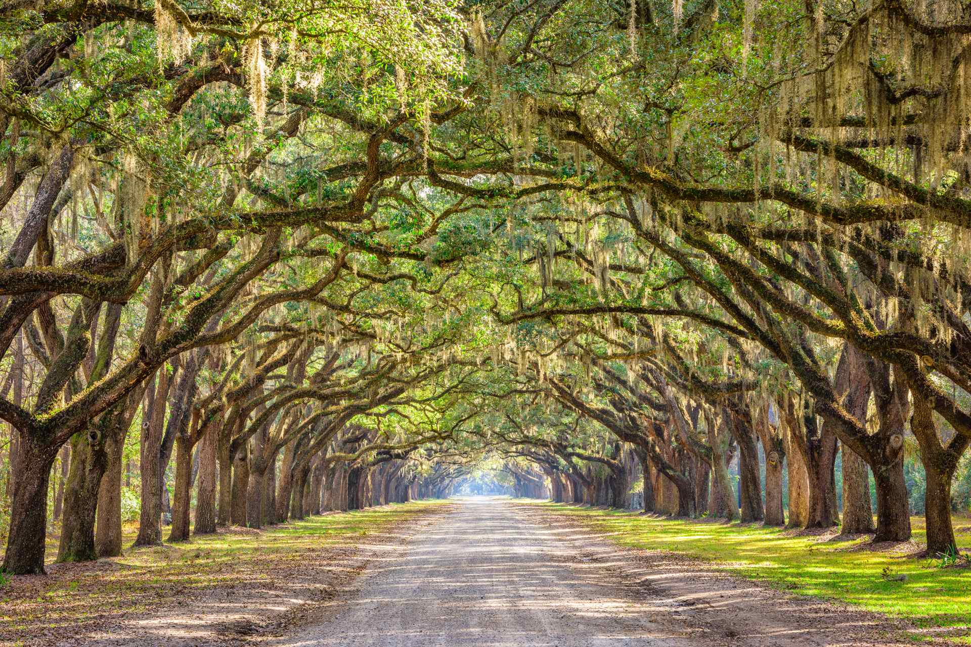 Savannah, Georgia Savannah, Georgia, USA historic oak tree lined dirt road.